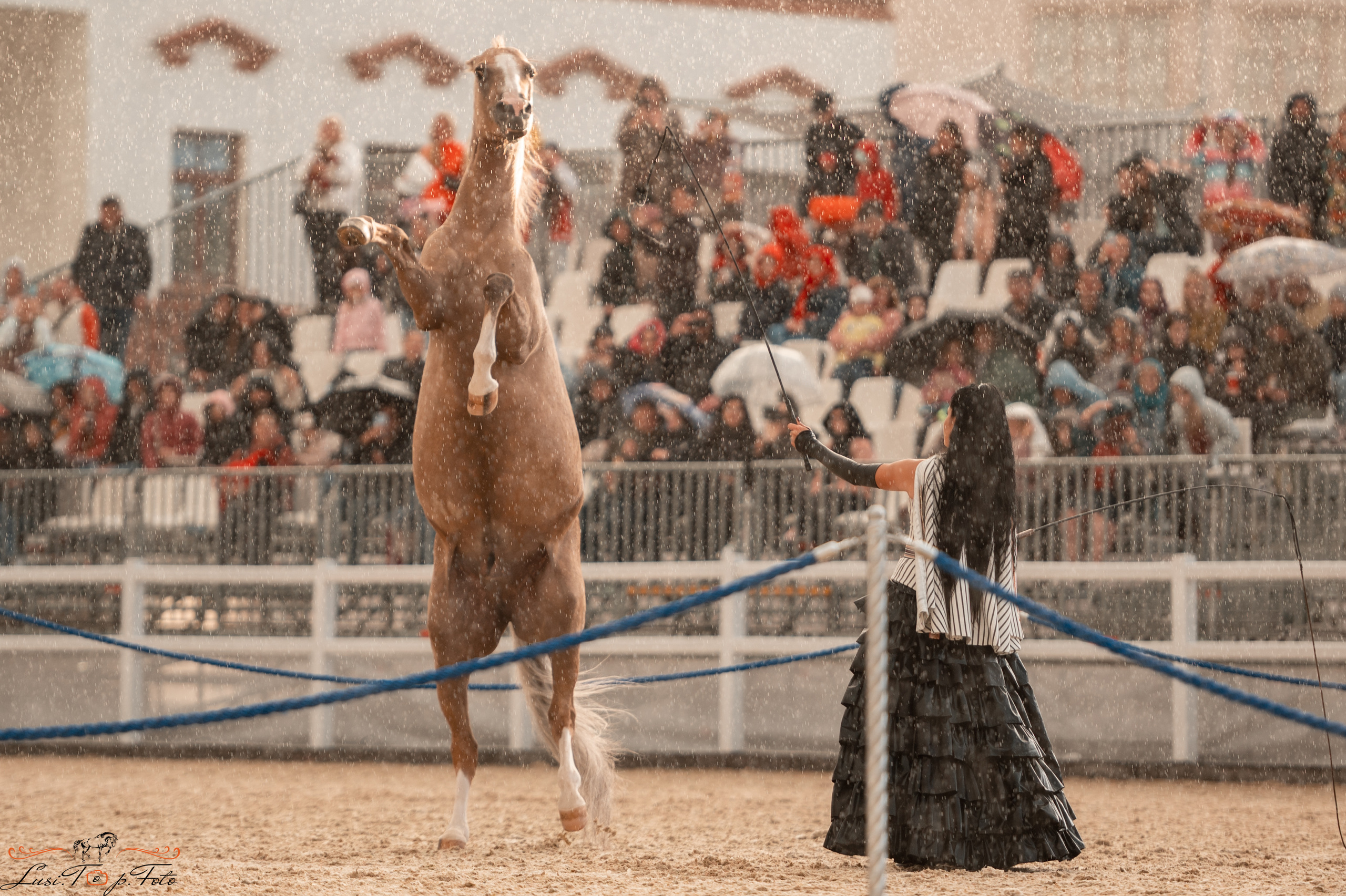Всероссийская выставка-шоу ахалтекинских лошадей. Конный и фотограф с животными в Твери Топталова Люся