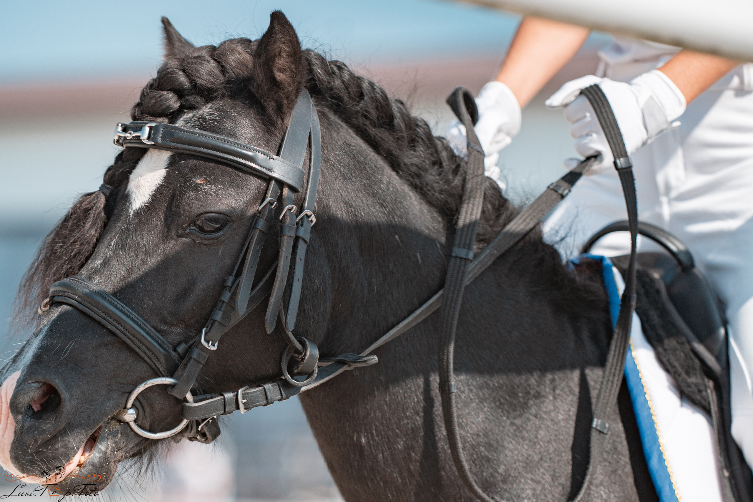 «Областные соревнования на призы Конного Клуба EQUIPARK» ВЫЕЗДКА. Конный и фотограф с животными в Твери Топталова Люся