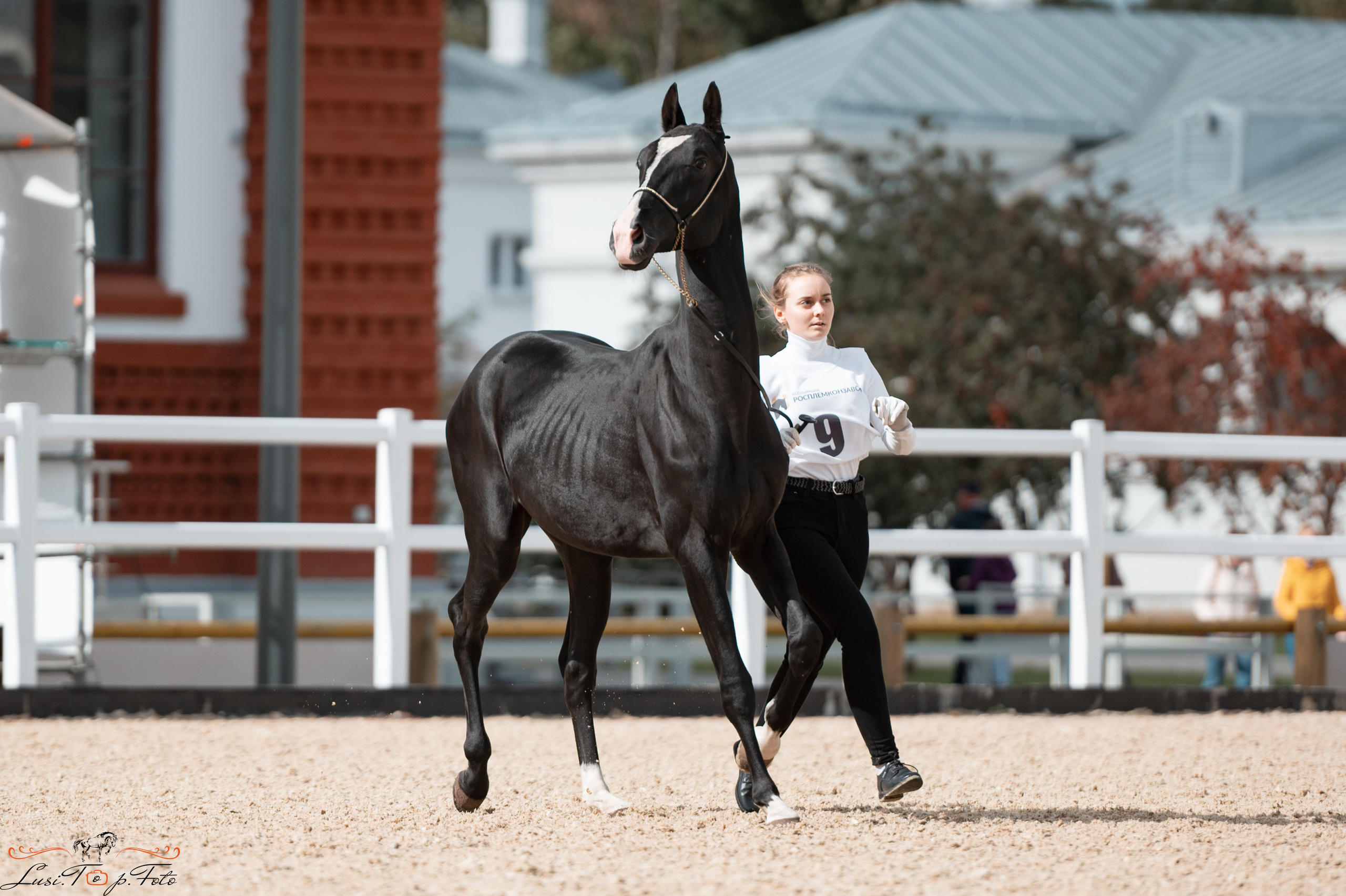 Всероссийская выставка-шоу ахалтекинских лошадей. Конный и фотограф с животными в Твери Топталова Люся