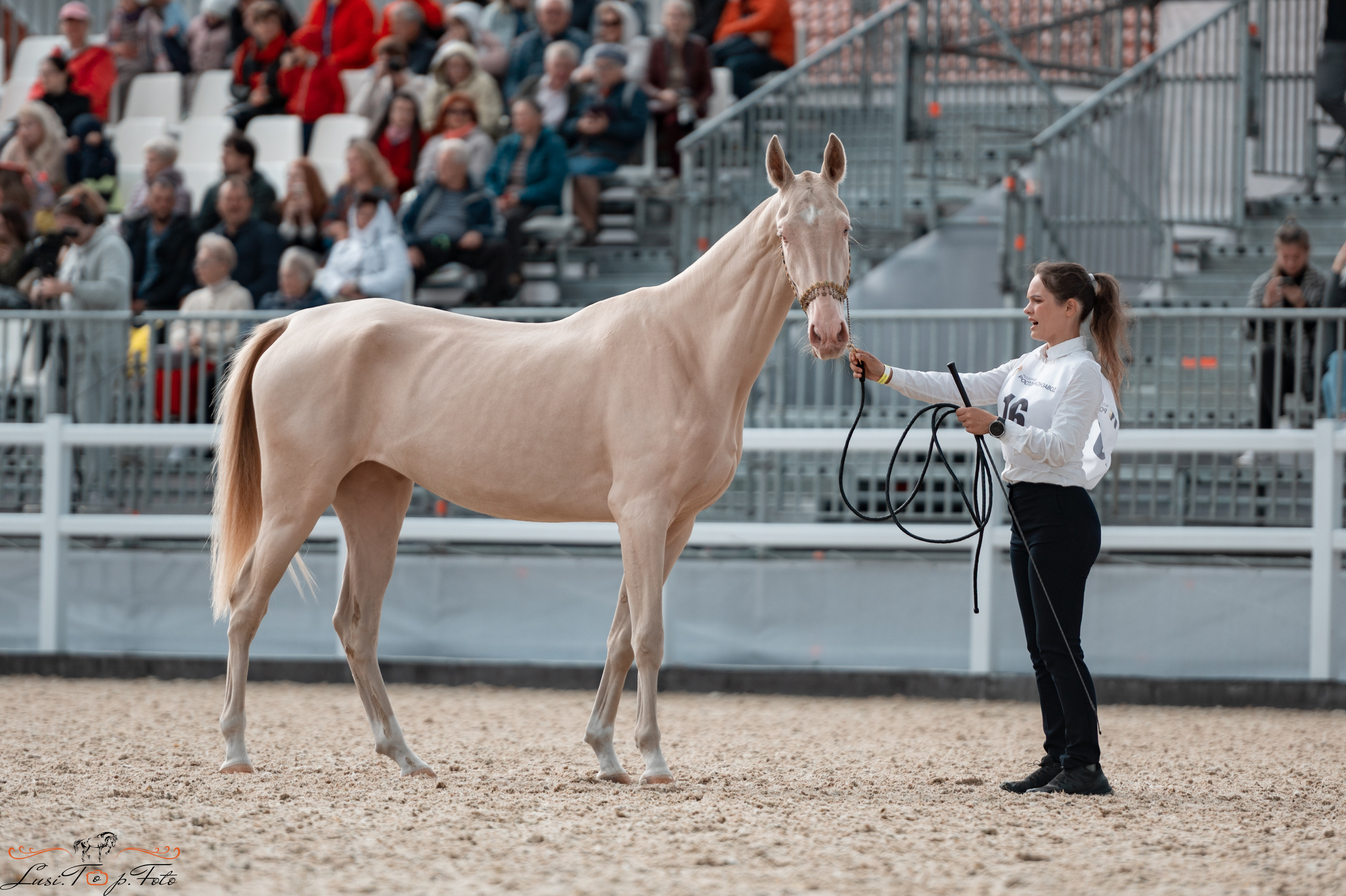 Всероссийская выставка-шоу ахалтекинских лошадей. Конный и фотограф с животными в Твери Топталова Люся