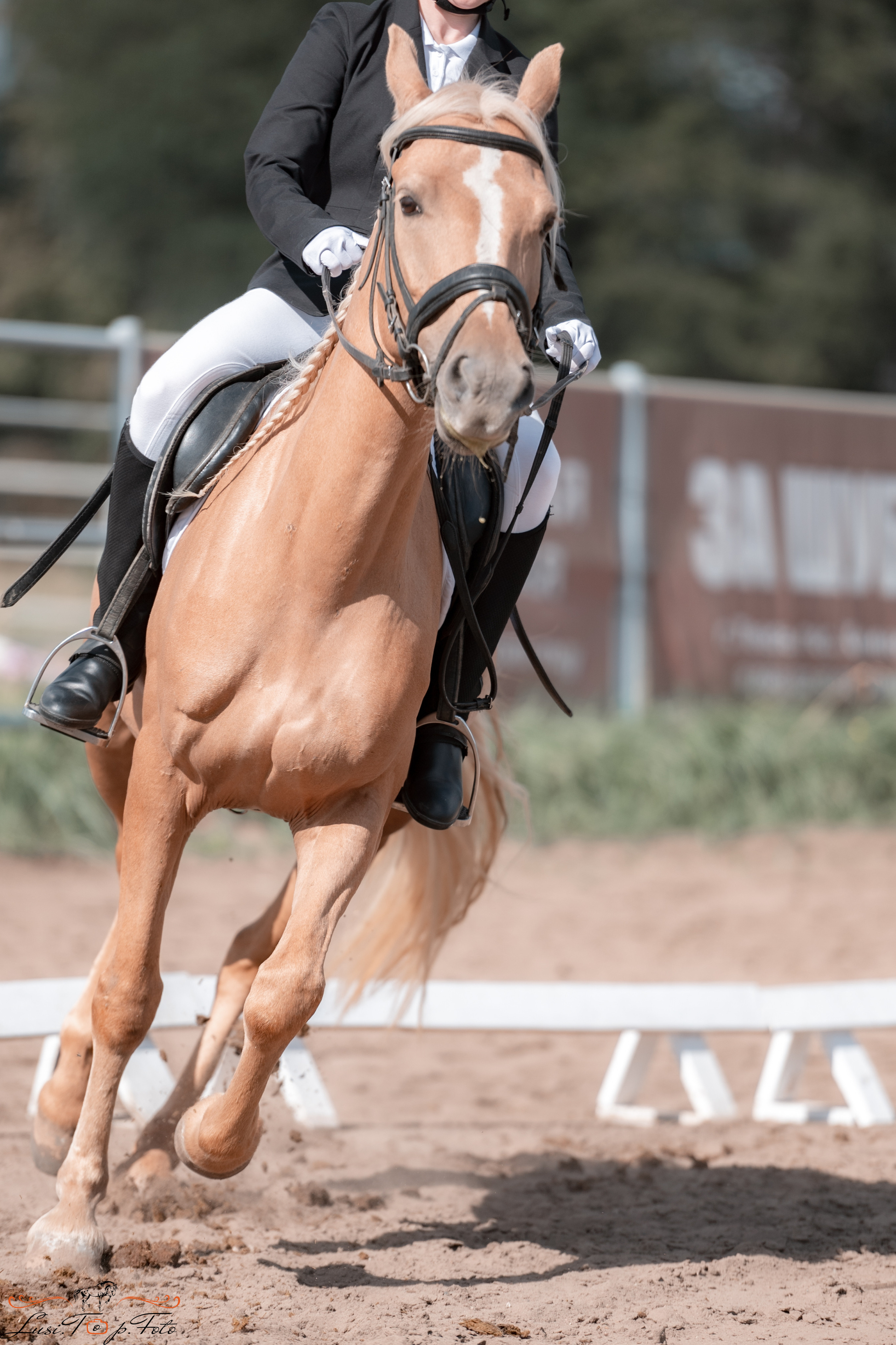 Выездка. Чемпионат и Первенство Тверской области. Конный и фотограф с животными в Твери Топталова Люся