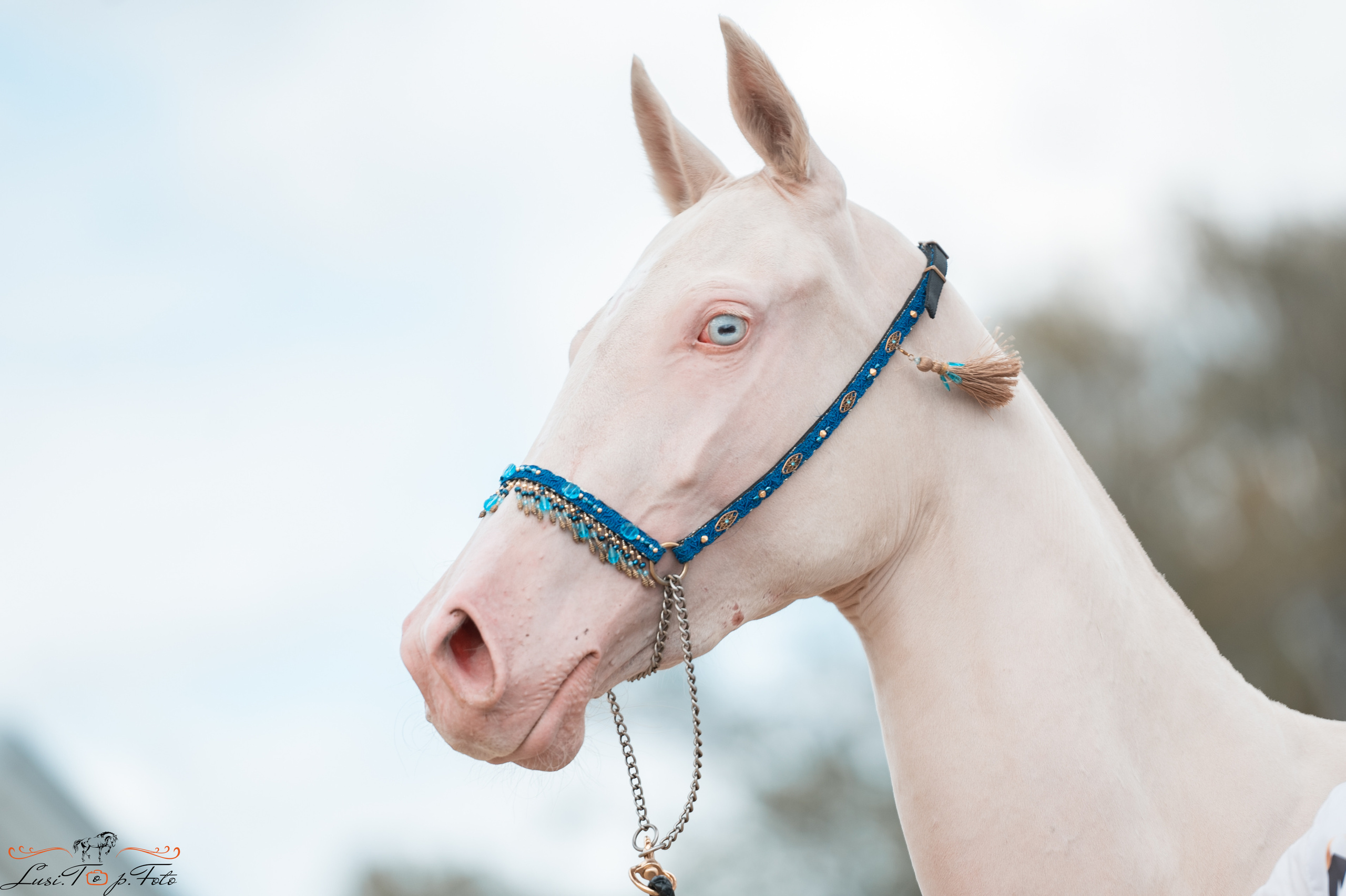 Всероссийская выставка-шоу ахалтекинских лошадей. Конный и фотограф с животными в Твери Топталова Люся
