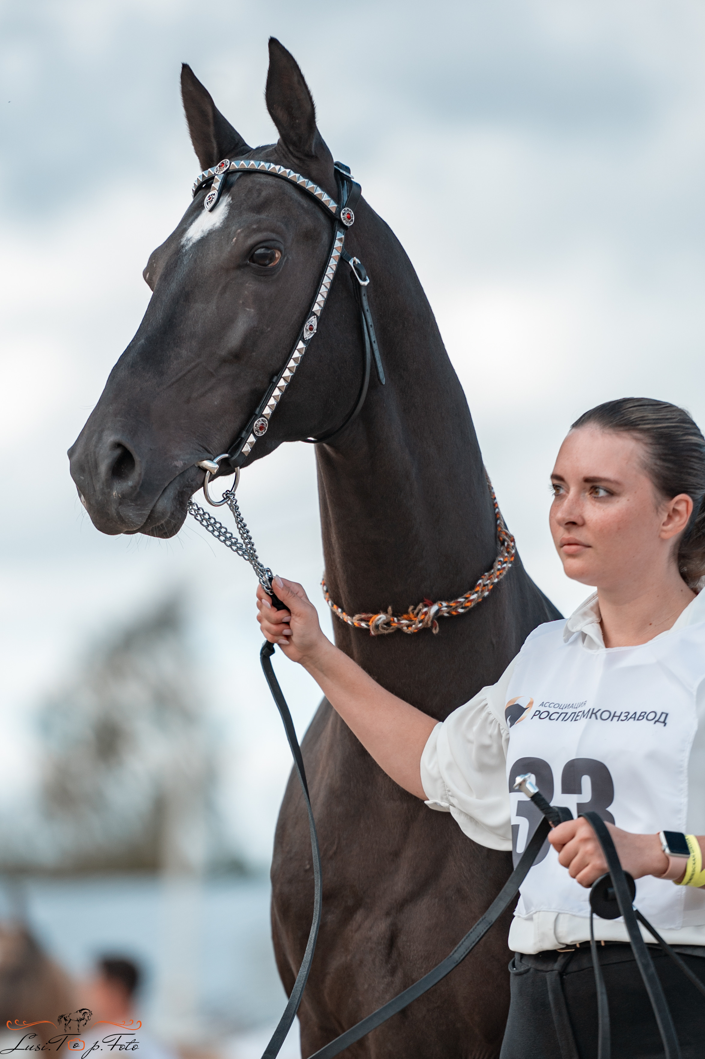 Всероссийская выставка-шоу ахалтекинских лошадей. Конный и фотограф с животными в Твери Топталова Люся