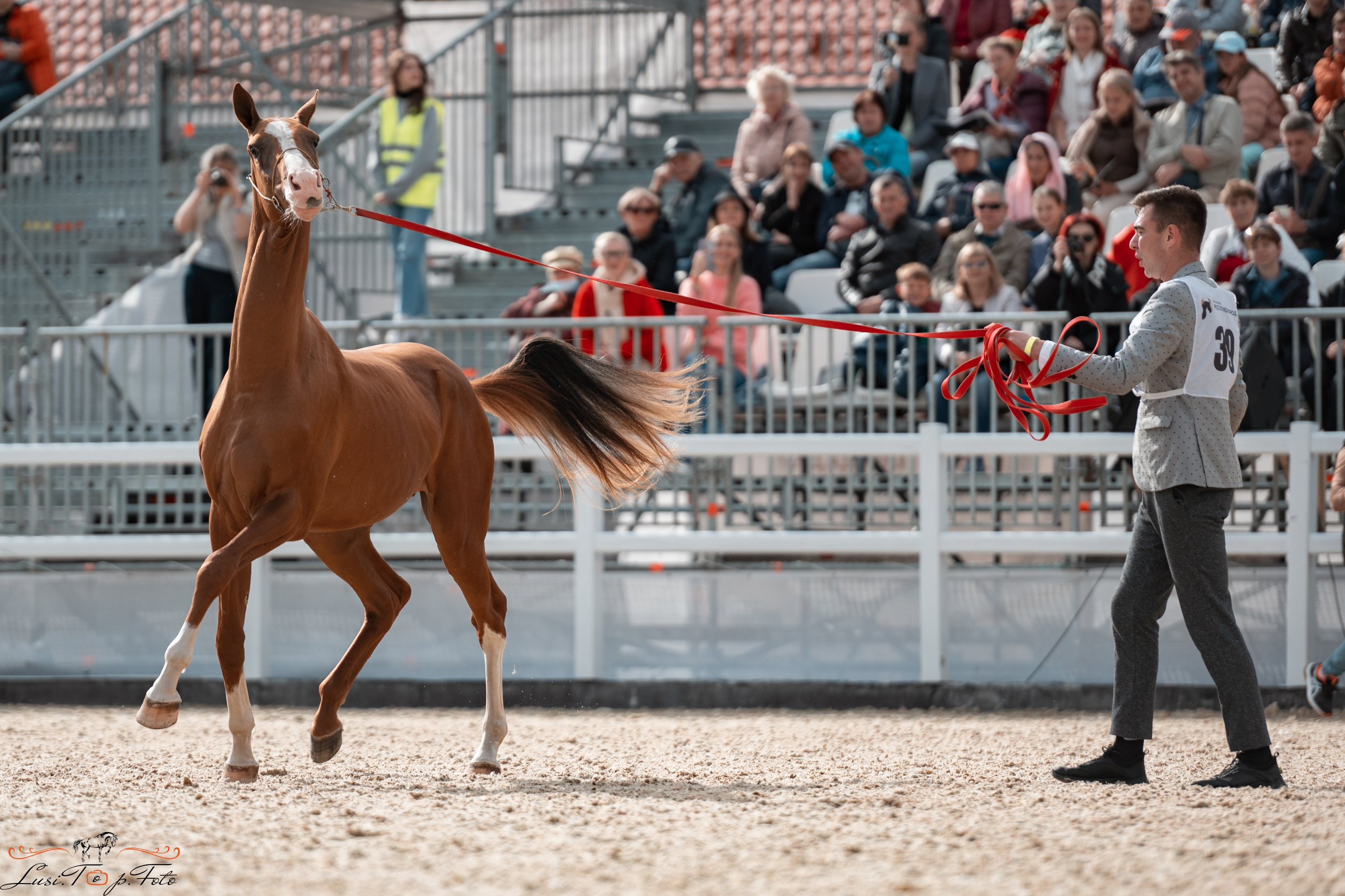 Всероссийская выставка-шоу ахалтекинских лошадей. Конный и фотограф с животными в Твери Топталова Люся