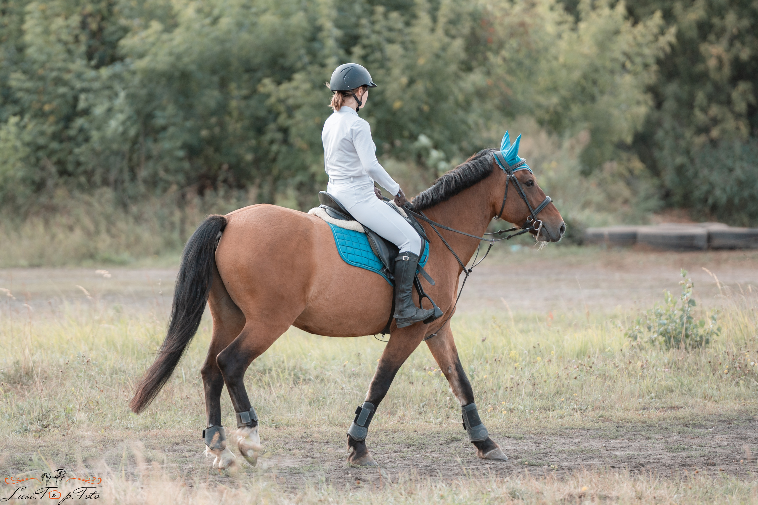 Конкур. Чемпионат и Первенство Тверской области. Конный и фотограф с животными в Твери Топталова Люся