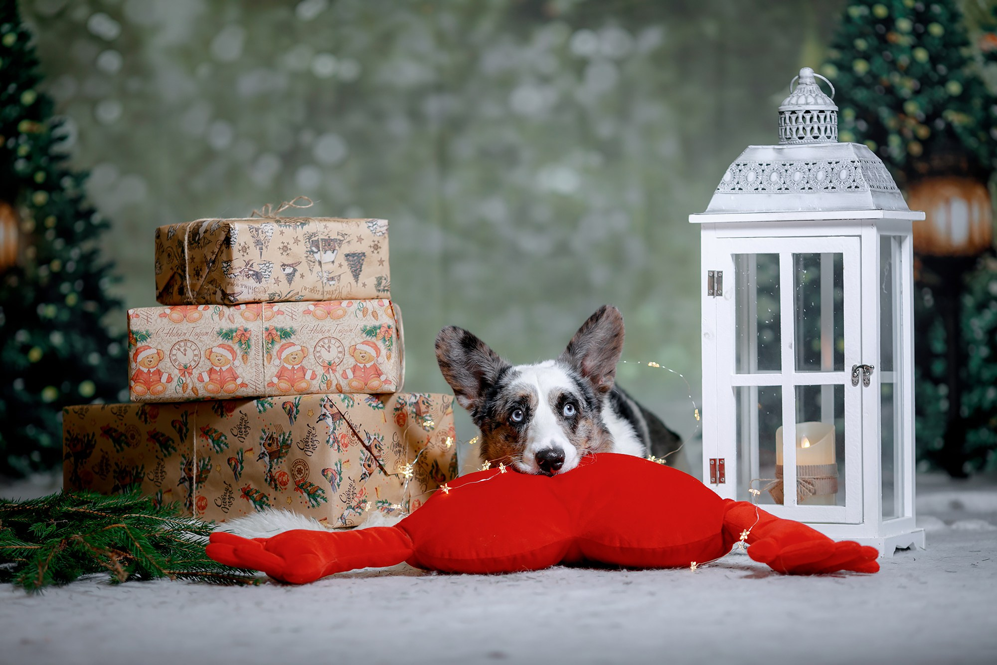 Фотограф-анималист Mary Mart — Москва, Питер