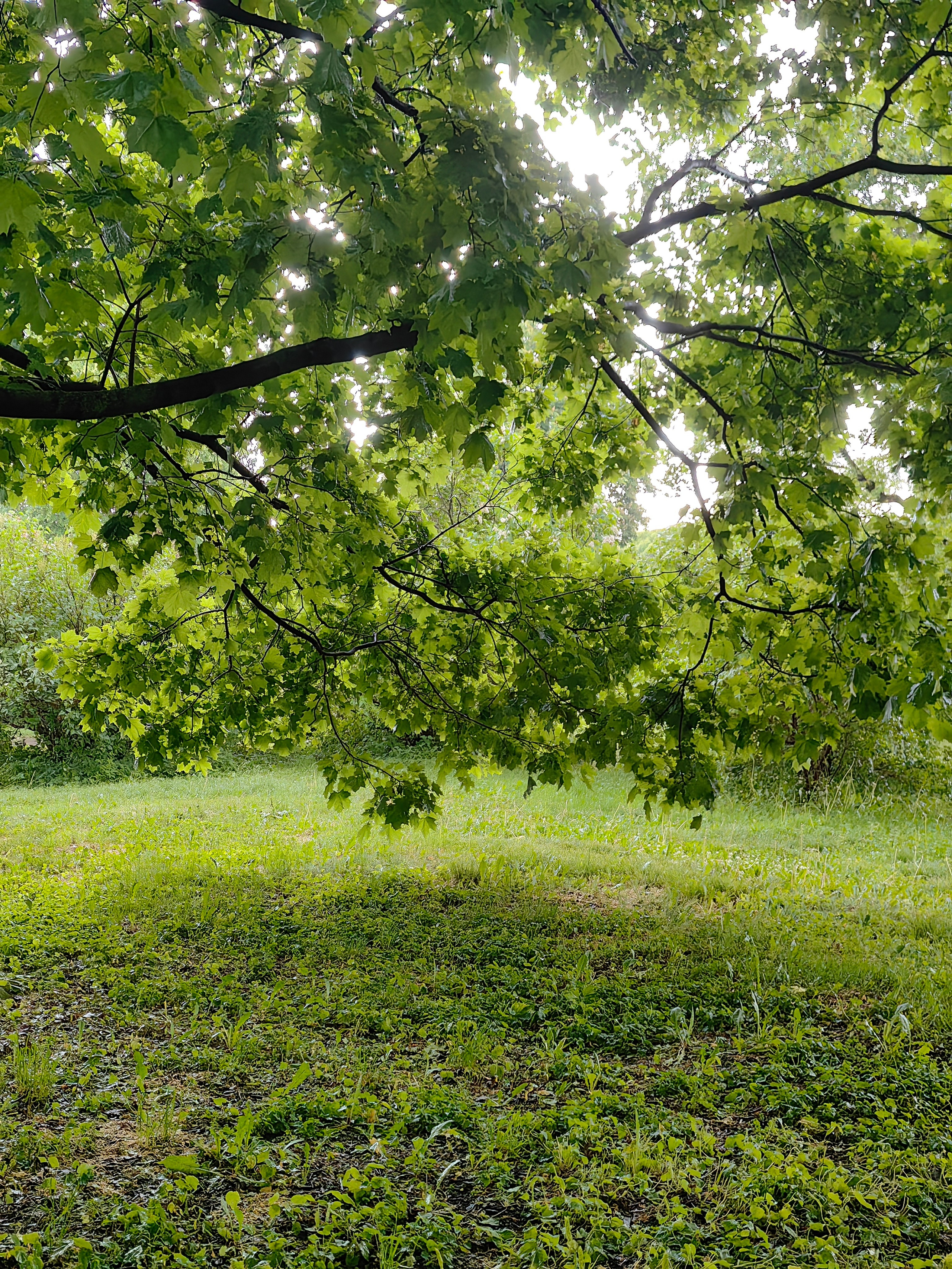 Парк БОТАНИЧЕСКИЙ САД обзор. Фотограф в Москве и Московской области (Ю-В) Олеся Макарова