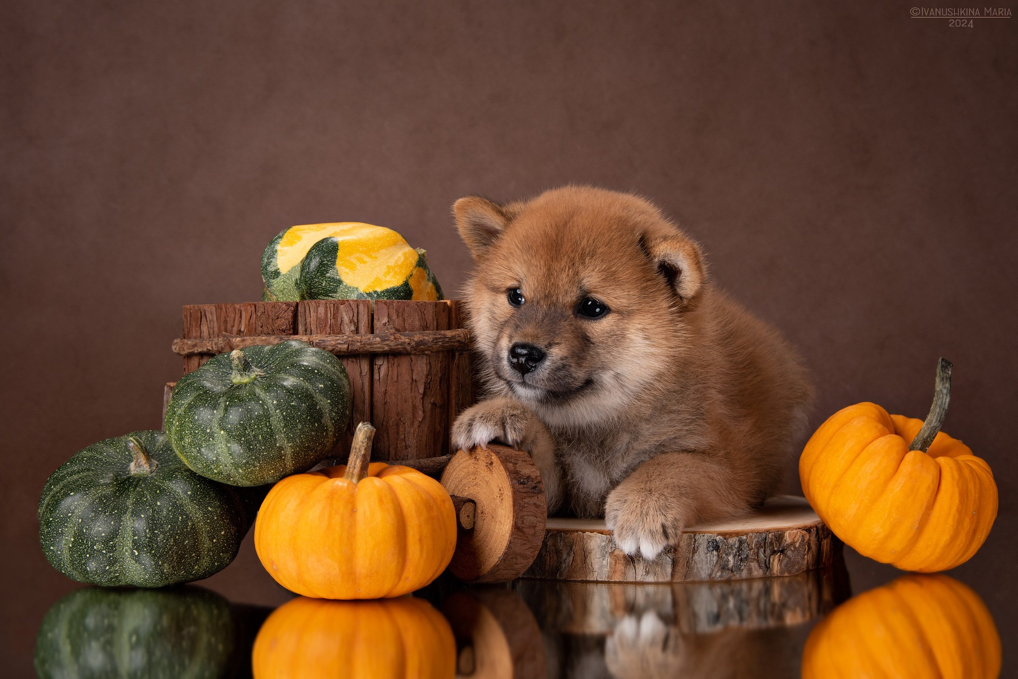 Фотосессия щенков на фонах. Фотограф собак в Москве и Московской области Иванушкина Мария