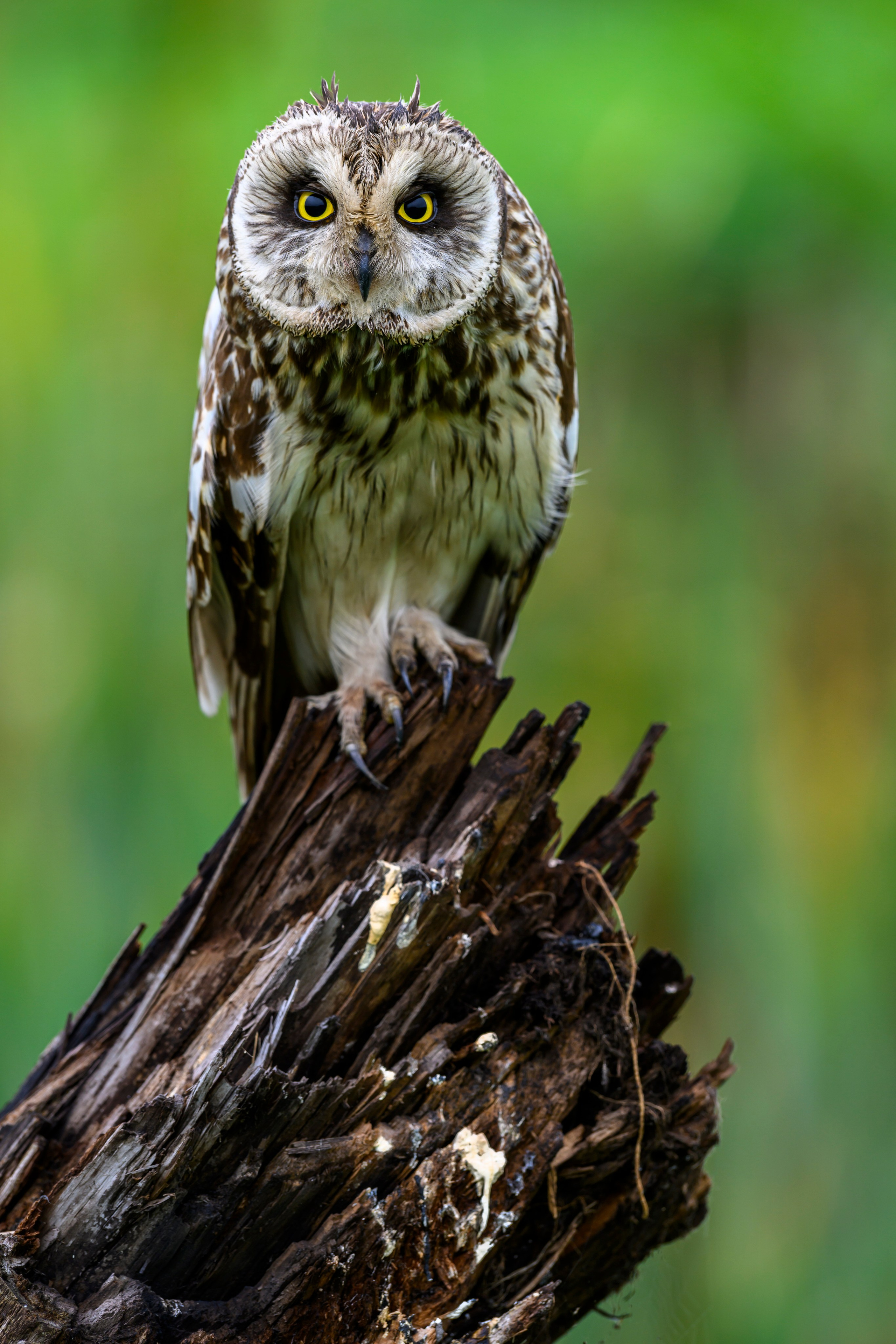 Эмоции совы. The emotions of the Owl. Wildlife photography by Sergey Puponin