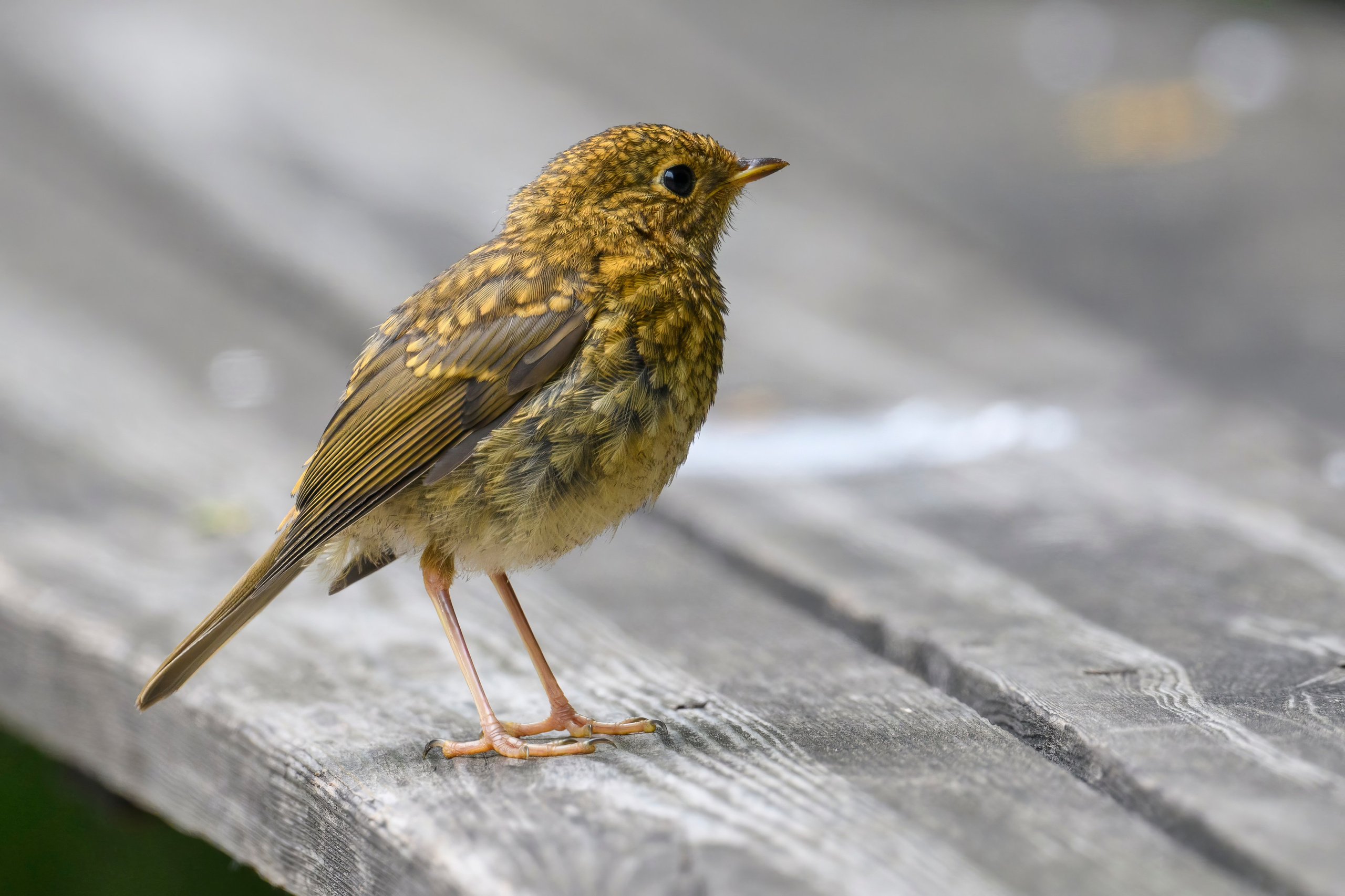 ГБС, Москва. Фотограф Сергей Пупонин