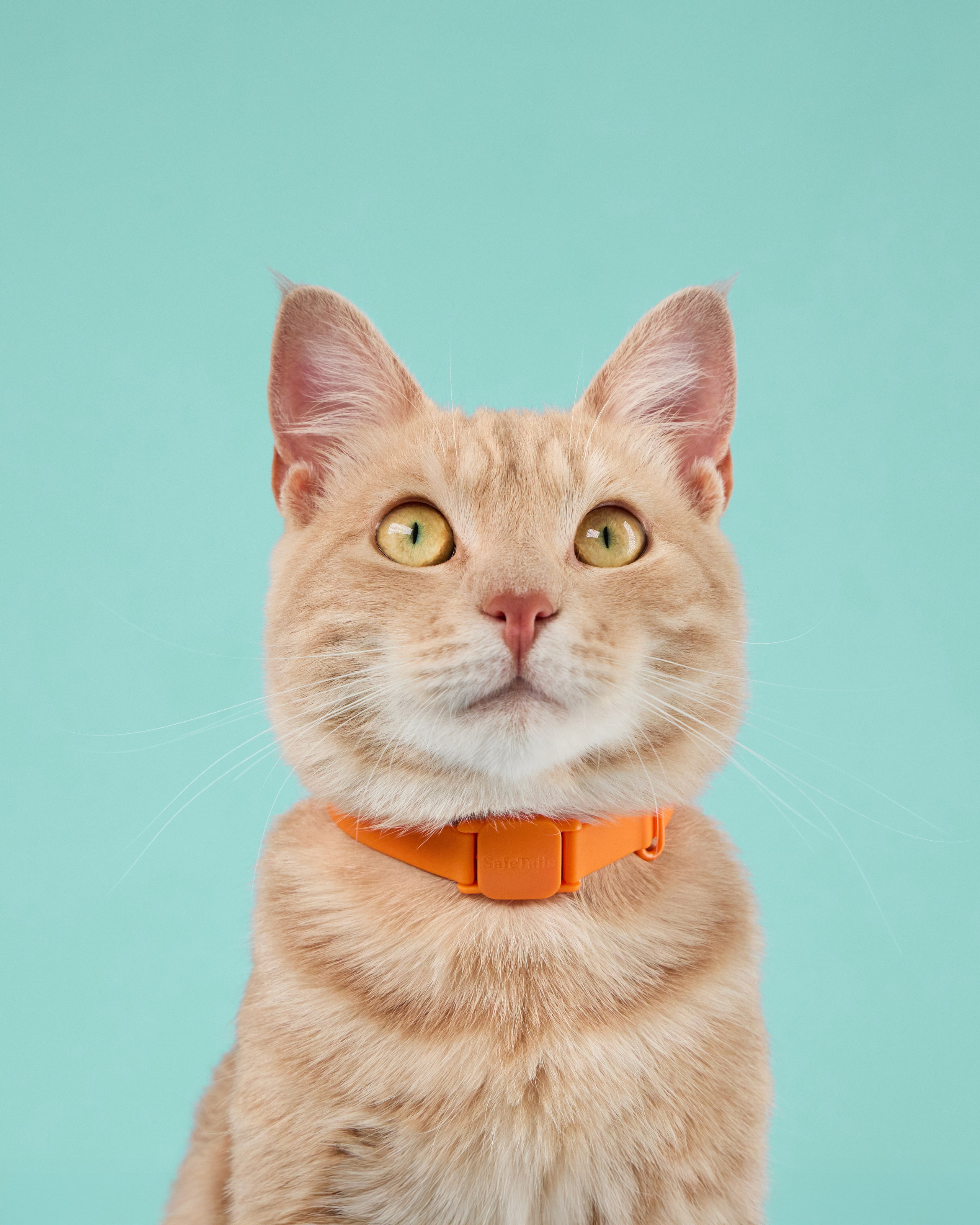 Pet Advertising Photography | Commercial Shoots with Dogs & Cats. Dog photographer Averianova Anna — Art photography of dogs