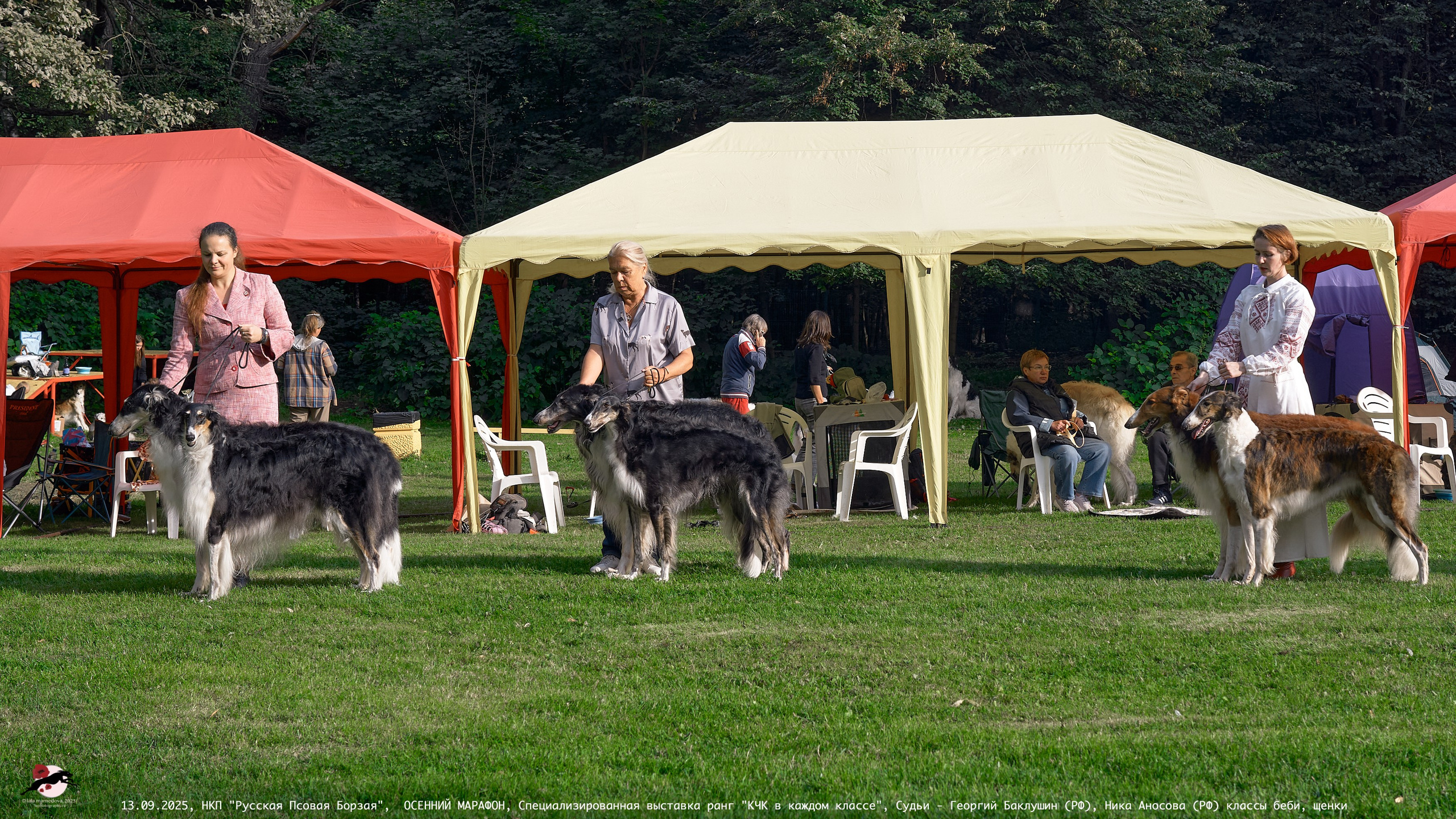 ОСЕННИЙ МАРАФОН | Специализированная выставка породы Русская Псовая Борзая ранг "КЧК в каждом классе"