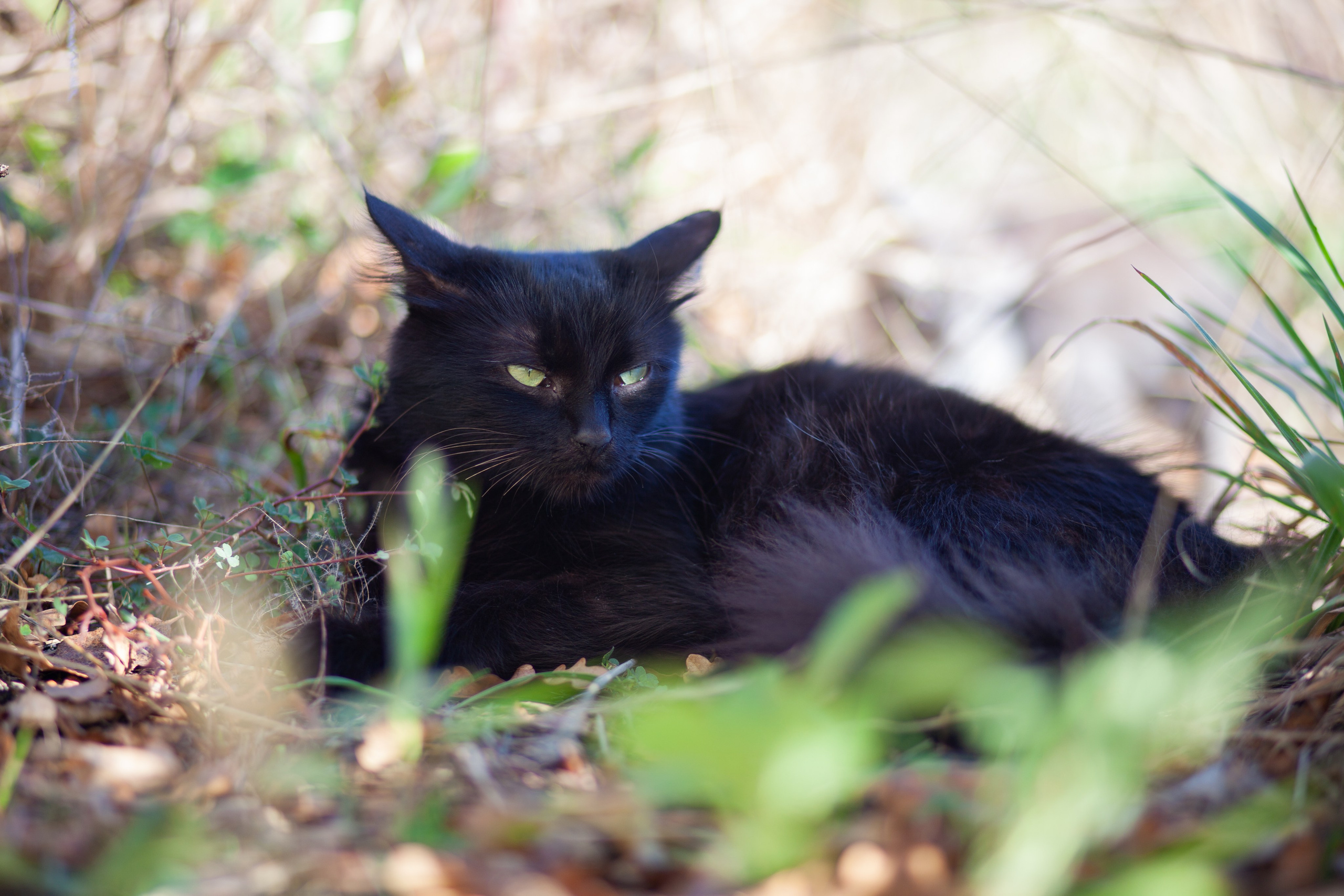 Улицы Люди на улицах Природа Животные — фотограф Оля Волчкова