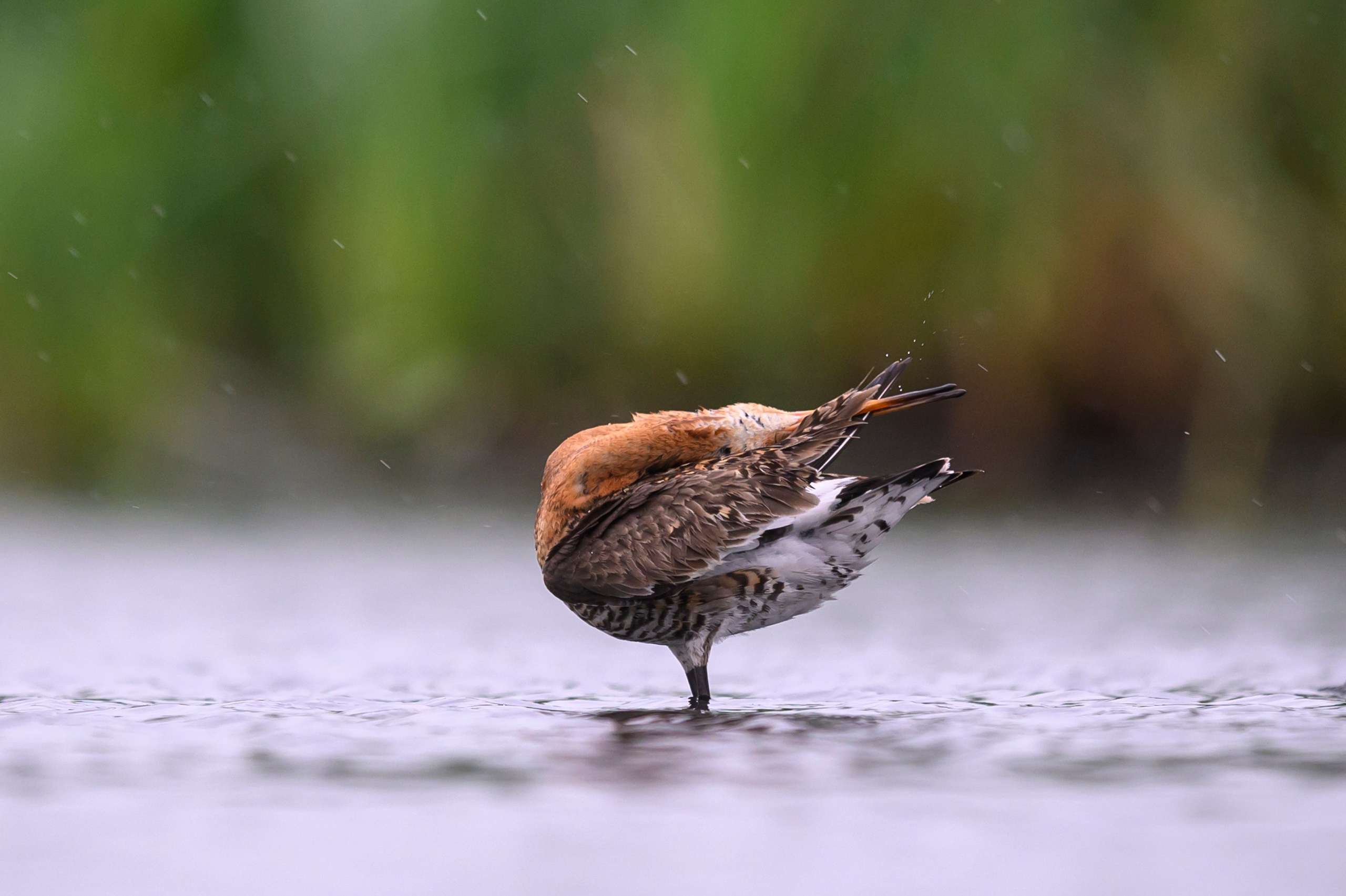 Поручейники и большой веретенник. Wildlife photography by Sergey Puponin