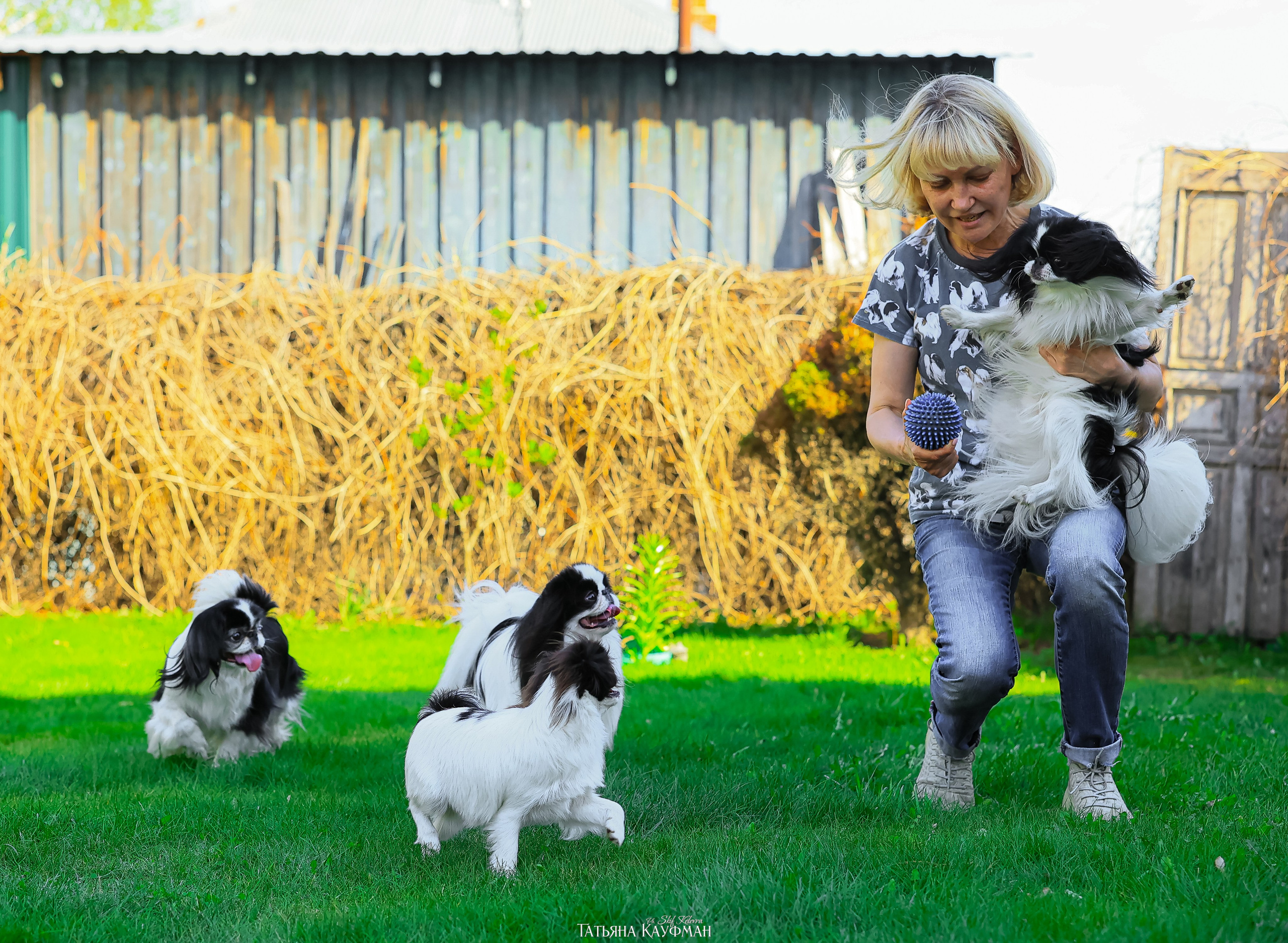 Японский хин, фотография японский хин, собака в цветах, красивая собака, фотограф анималист, фотокурс Анималистика, научиться фотографировать собак, фотограф Новосибирск