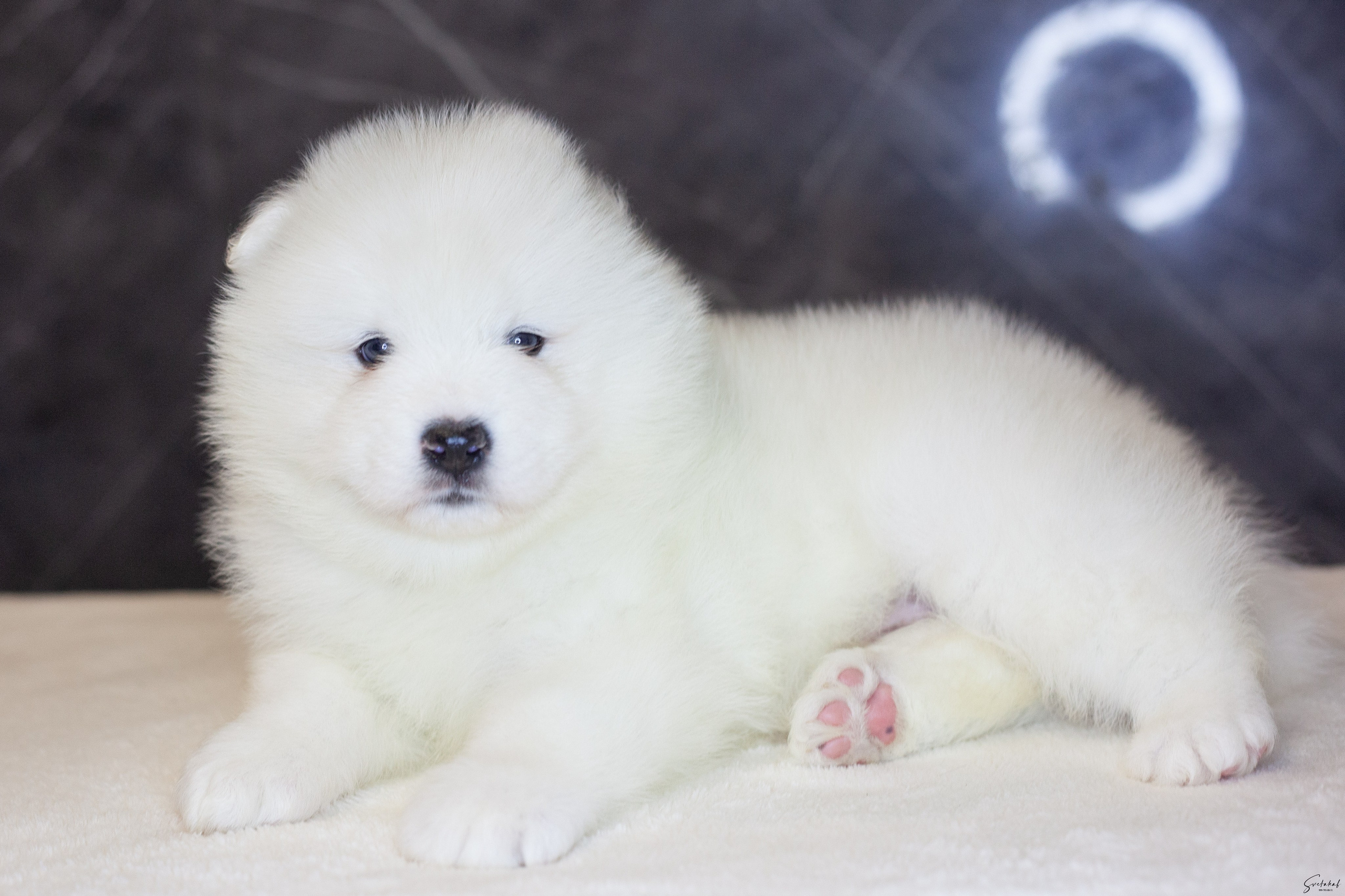 Щенки. Slavilada-Лапки. Свет. Любовь… Профессиональная фотосессия питомцев Для памяти, пристройства и продажи. Хабаровск