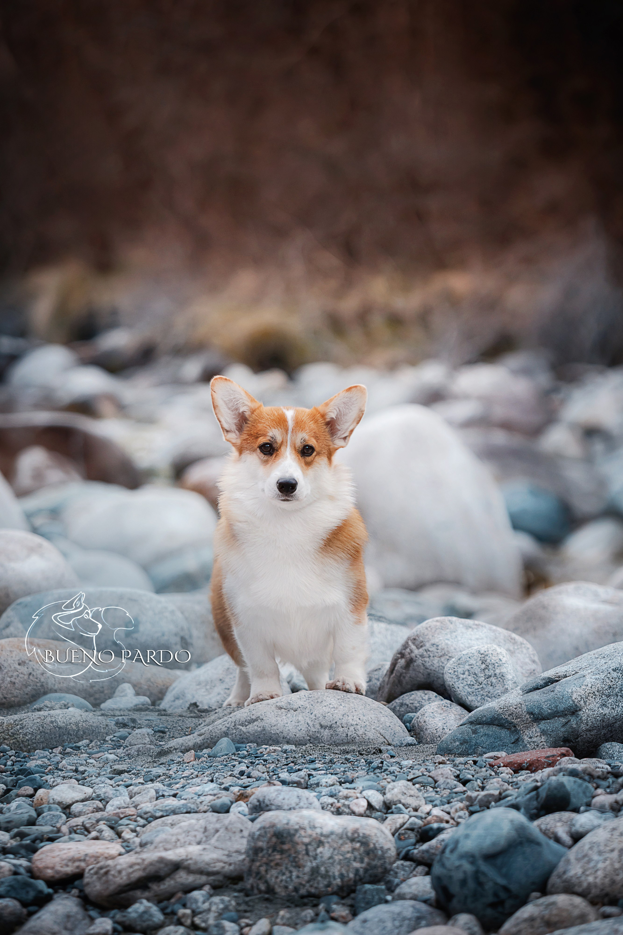 Собаки питомника Bueno Pardo. Питомник собак Акита, Хаски, Корги