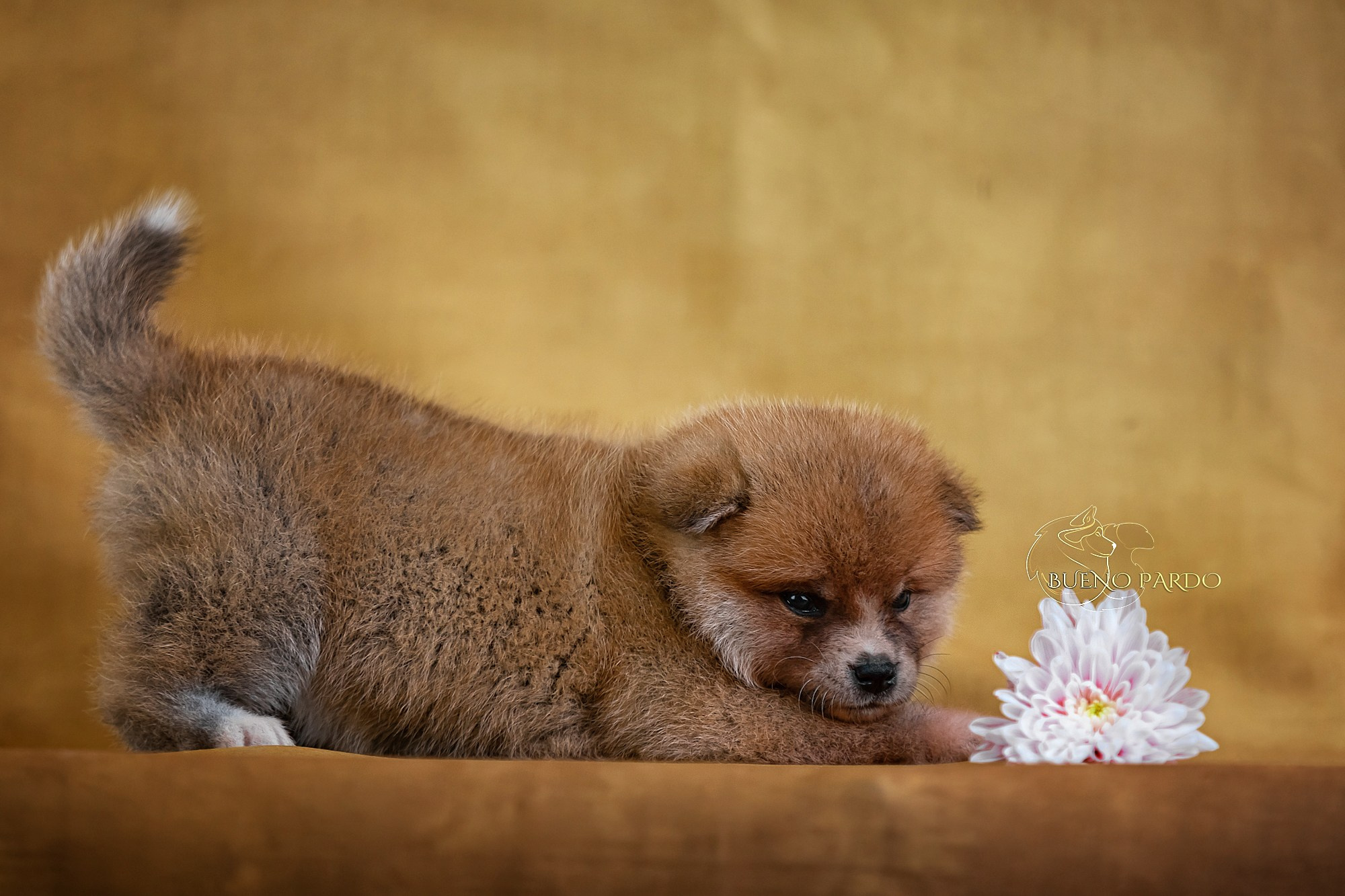 Щенки японской акита ину из питомника. Питомник собак Акита, Хаски, Корги