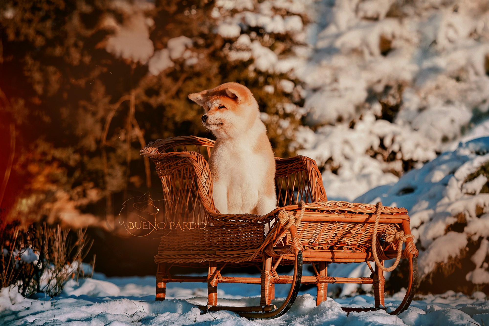 Щенки японской акита ину из питомника. Питомник собак Акита, Хаски, Корги