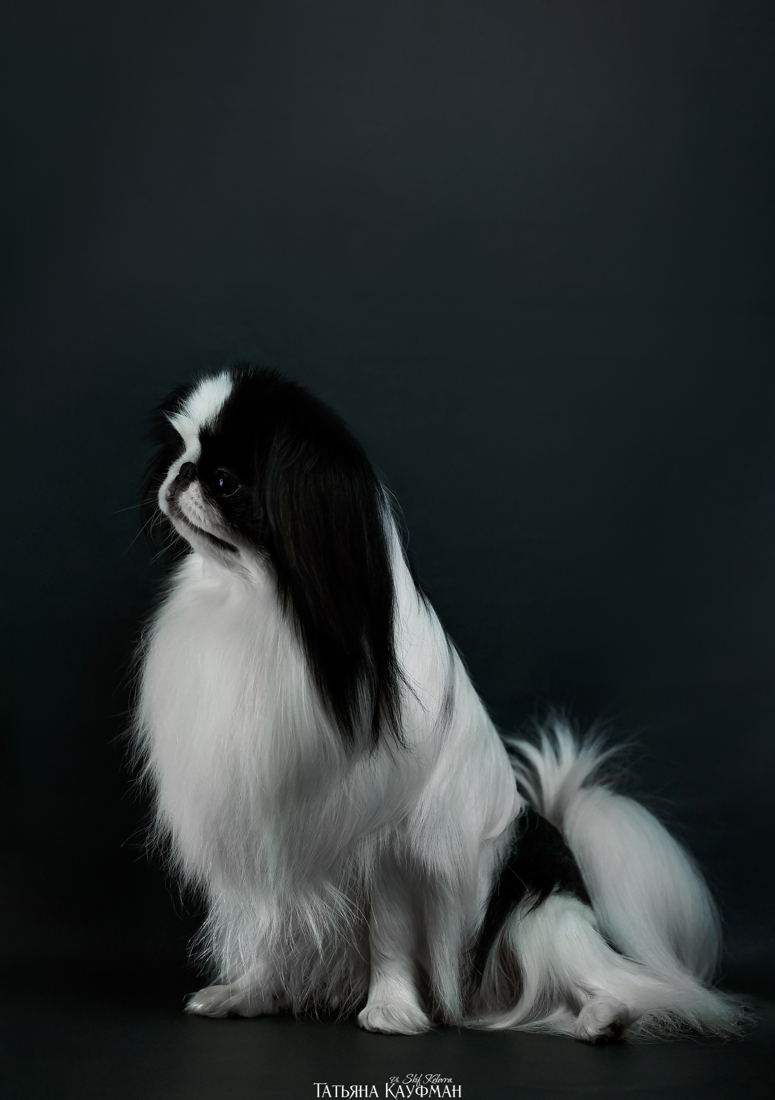 Японский хин, фотография японский хин, собака в цветах, красивая собака, фотограф анималист, фотокурс Анималистика, научиться фотографировать собак, фотограф Новосибирск, фотостудия Скифки, студийная фотография