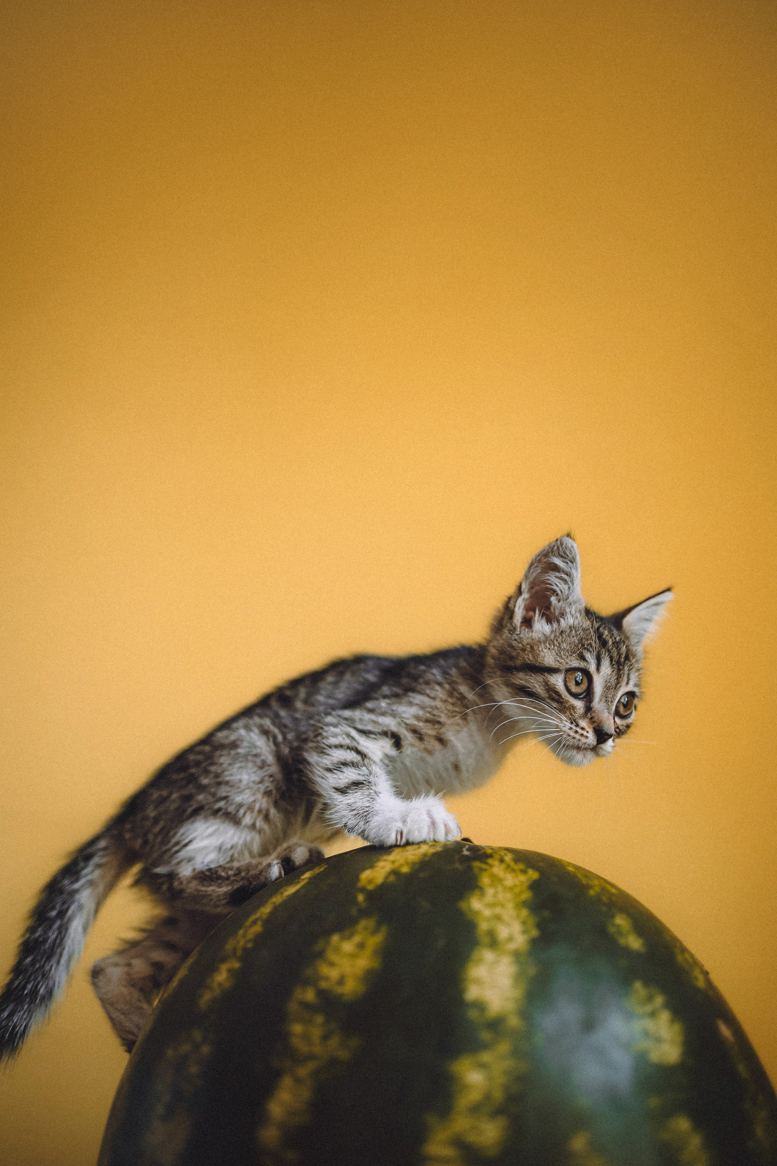 Более 30 идей для фотосессии с котенком