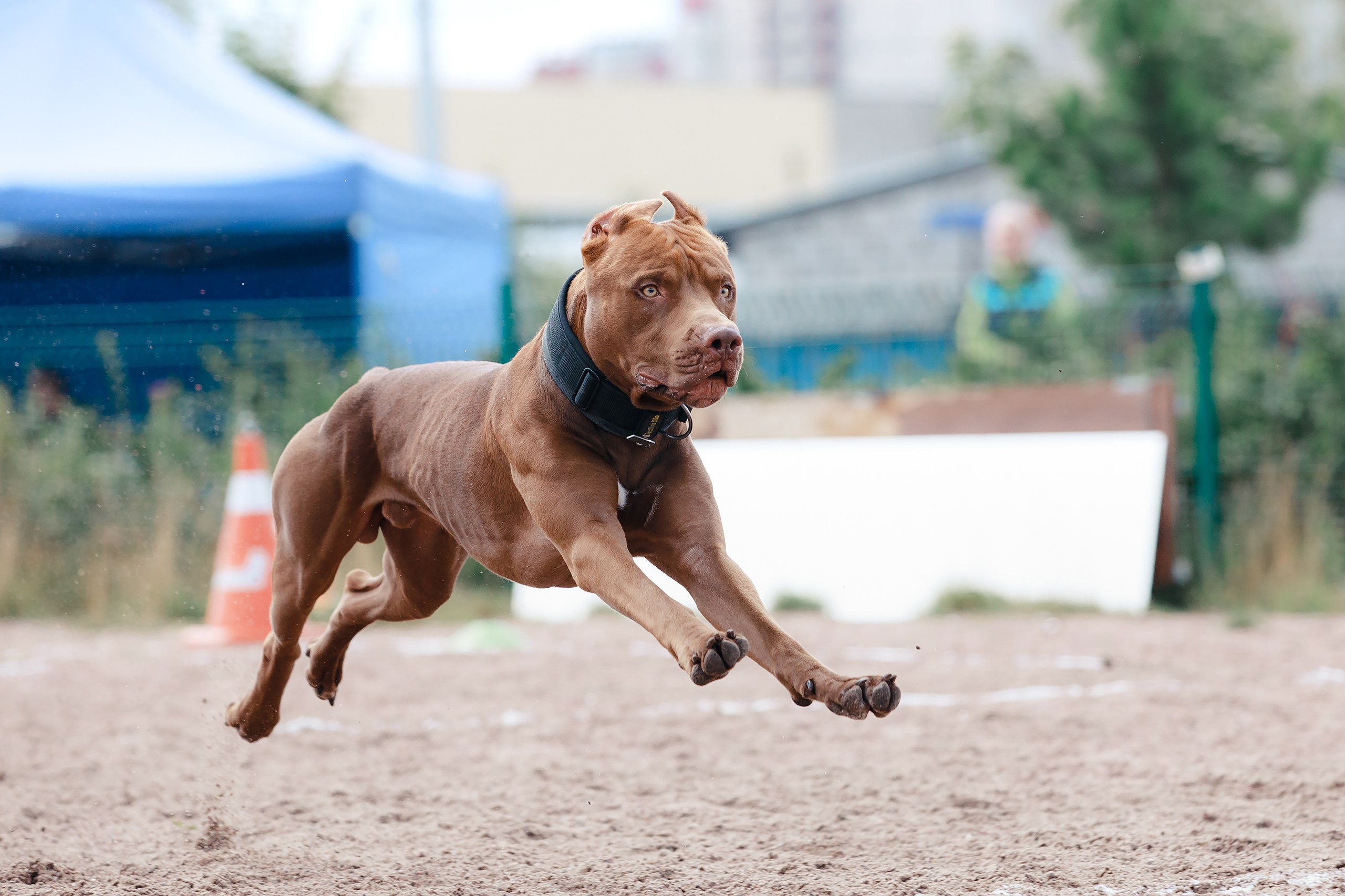 Фотограф-анималист Mary Mart — Москва, Питер