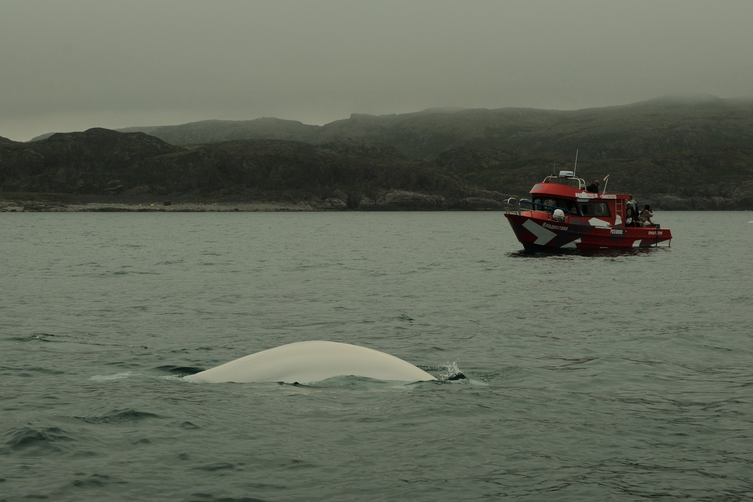 red boat and beluga whale in the sea