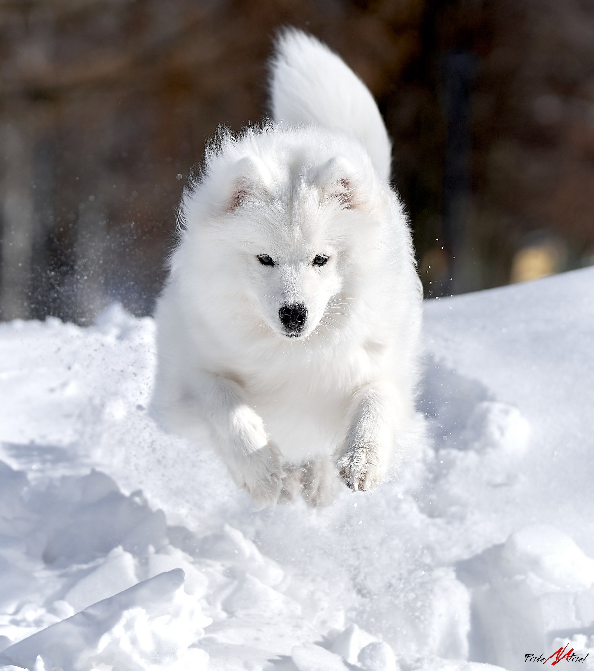 Фотопрогулка с собакой зимой