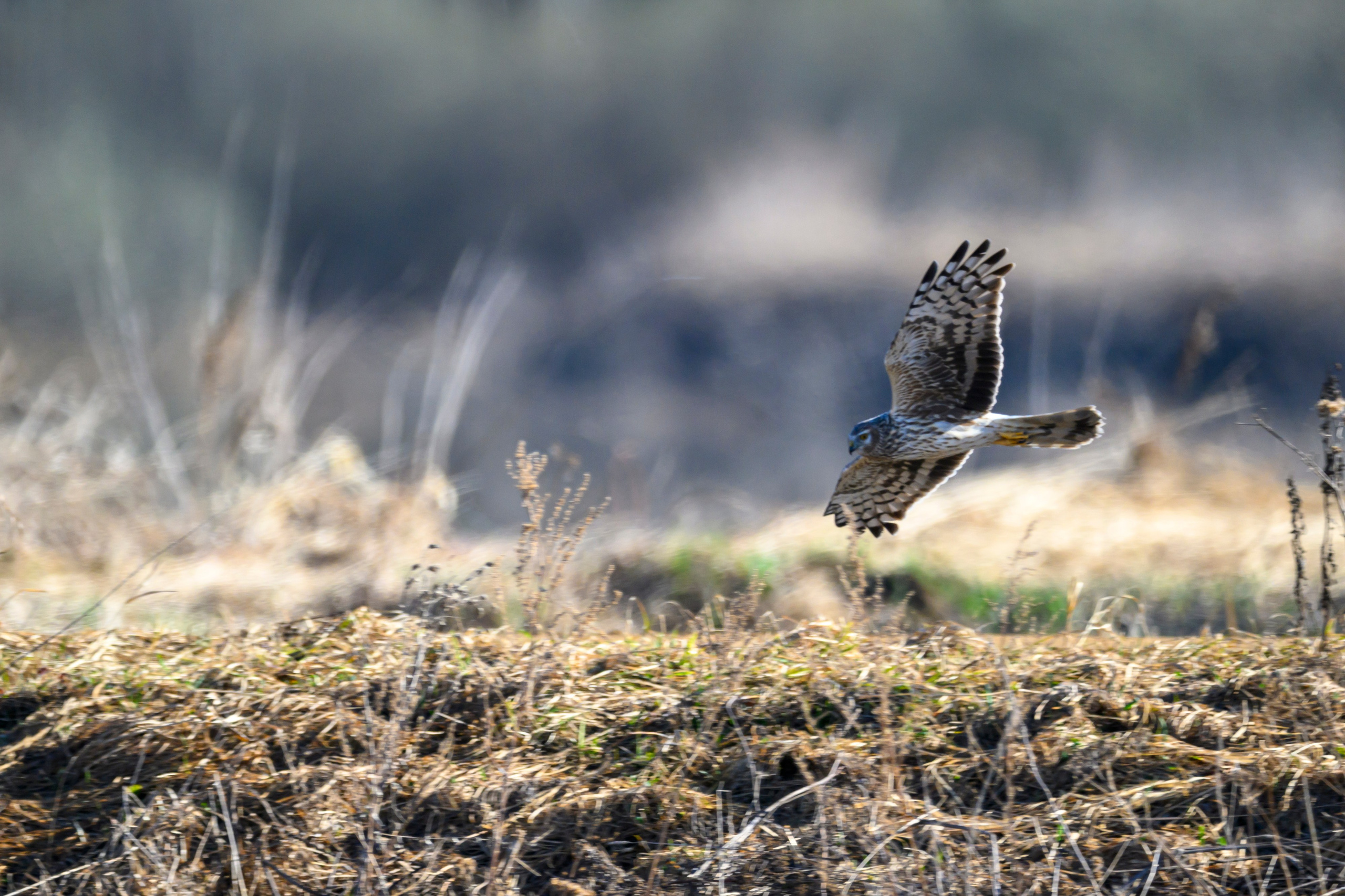 Тетерева, пищуха и лунь. Wildlife photography by Sergey Puponin