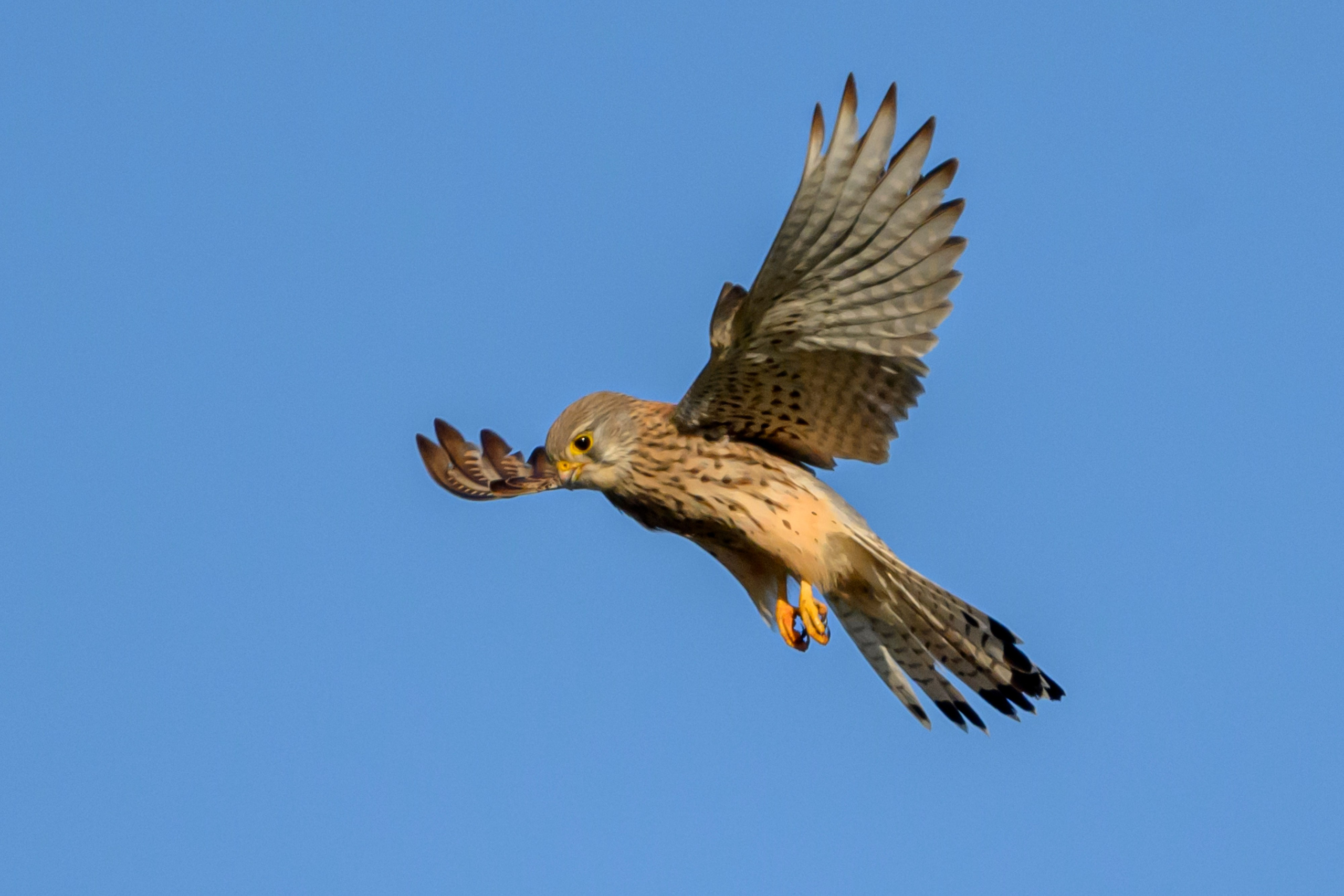 Пустельга, коршун, цапли. Wildlife photography by Sergey Puponin