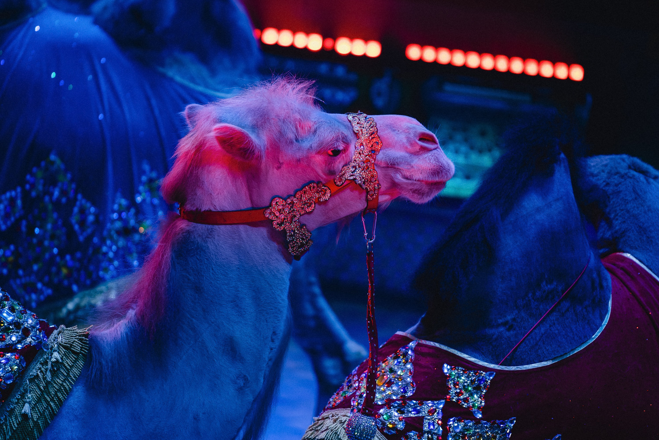 Пресс-показ шоу «Песчаная Сказка». Воробьева Ксения — Спортивный и танцевальный фотограф Новосибирск