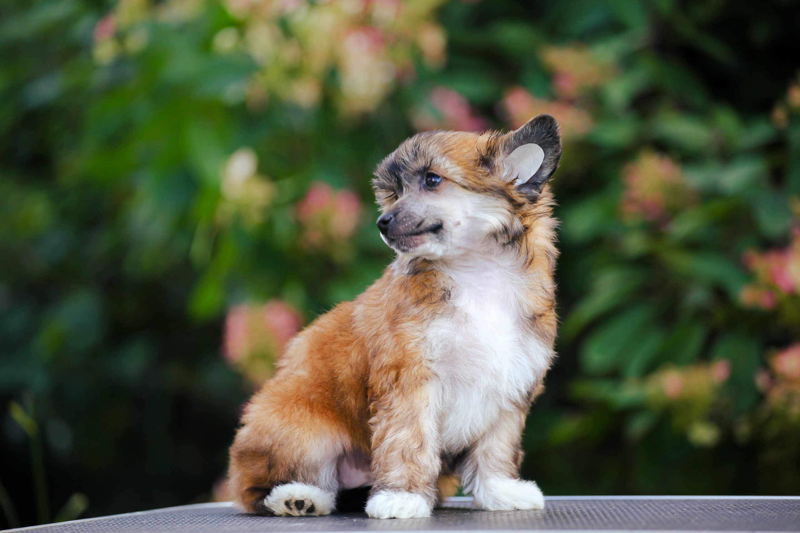 Poale Ell Chester Becomes a Dad for the First Time. Chinese Crested Dog Kennel Poale Ell