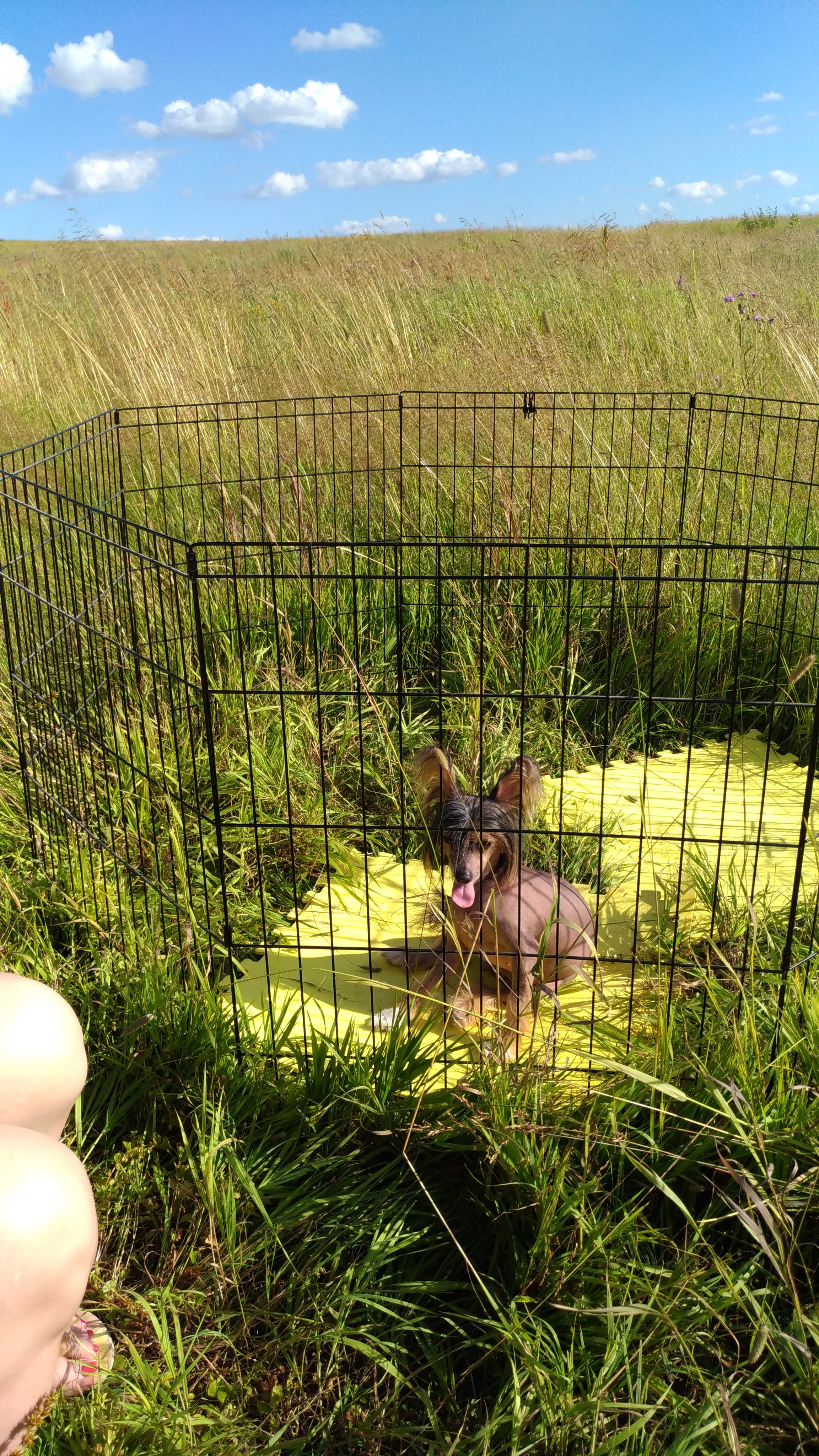 В поле под присмотром сокола. Питомник китайских хохлатых собак Poale Ell: купить щенка в питомнике