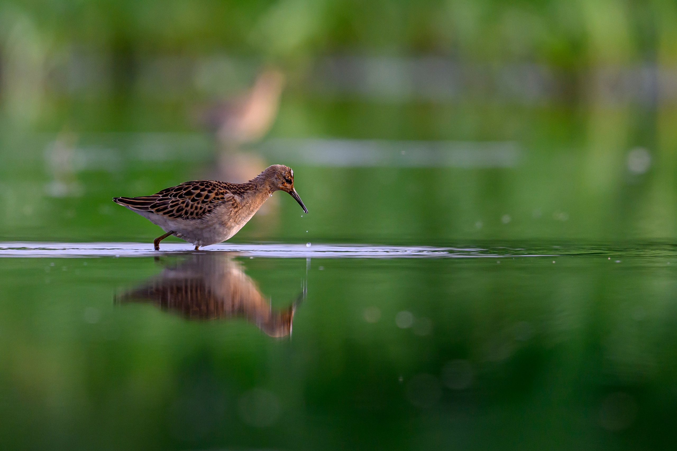 Веретенники, фифи и турухтаны. Godwits, Wood sandpipers and Ruffs. Фотограф Сергей Пупонин