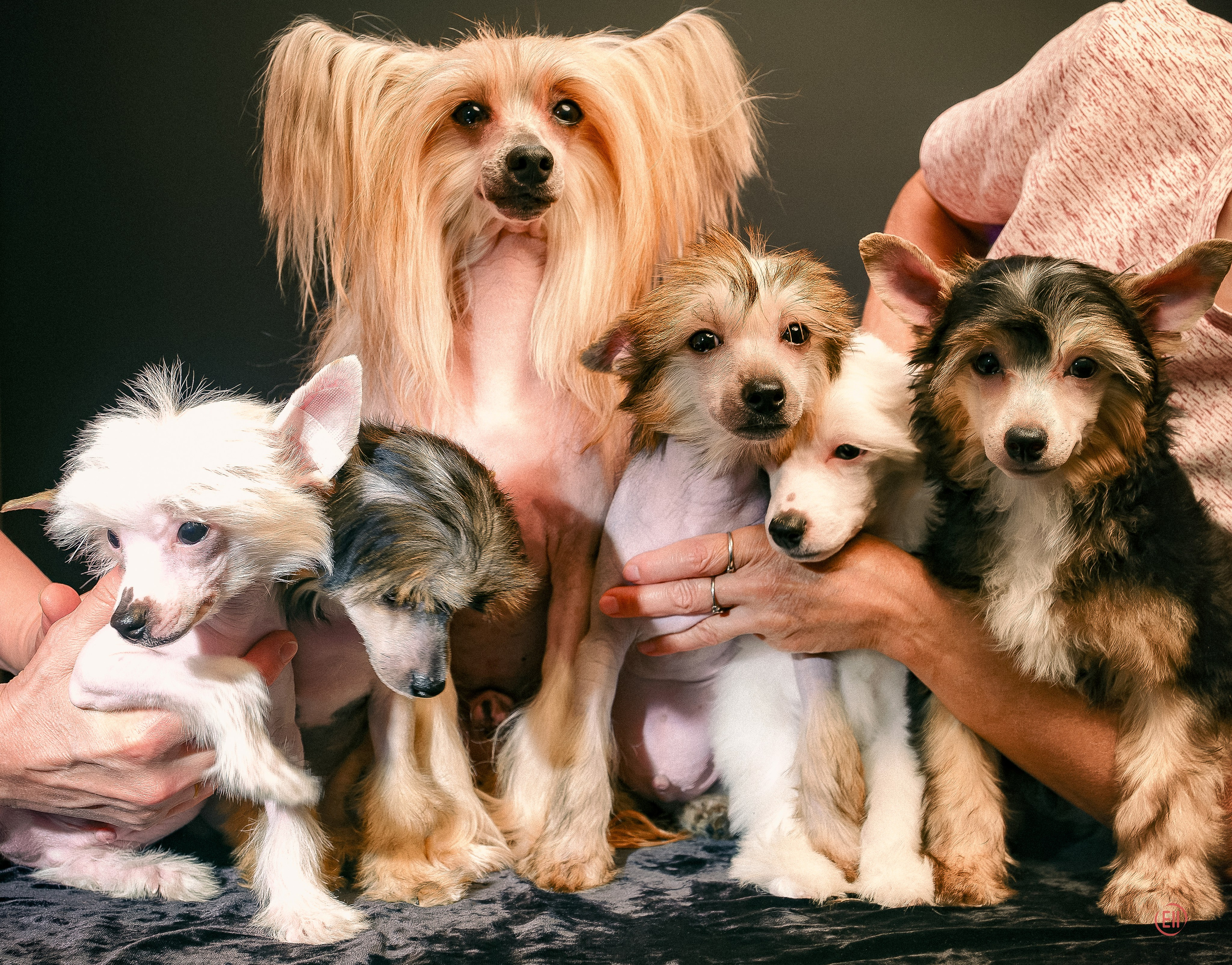 First photo session of the litter “F” of the Laisan Island kennel. Chinese Crested Dog Kennel Poale Ell