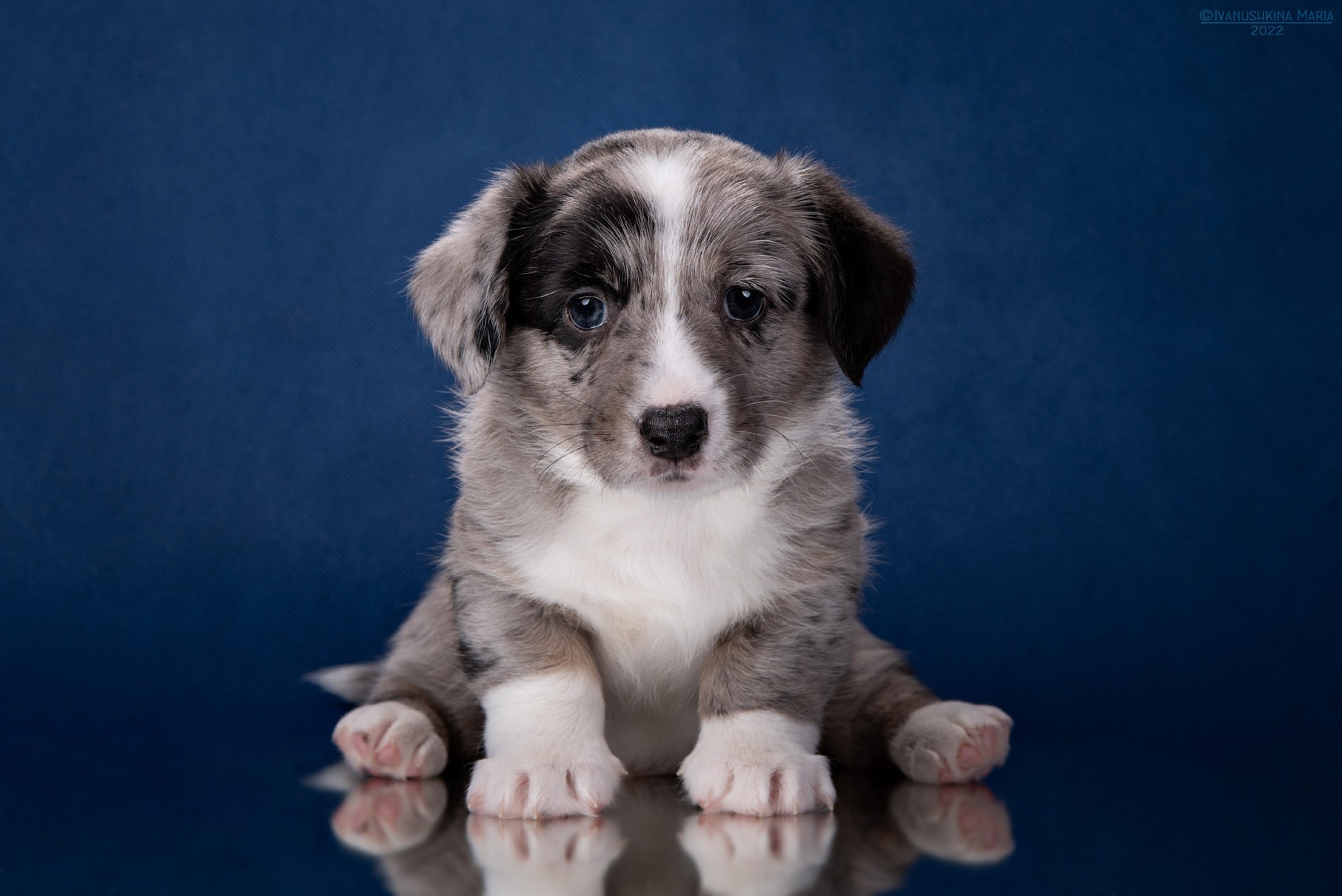 Фотосессия щенков на фонах. Фотограф собак в Москве и Московской области Иванушкина Мария
