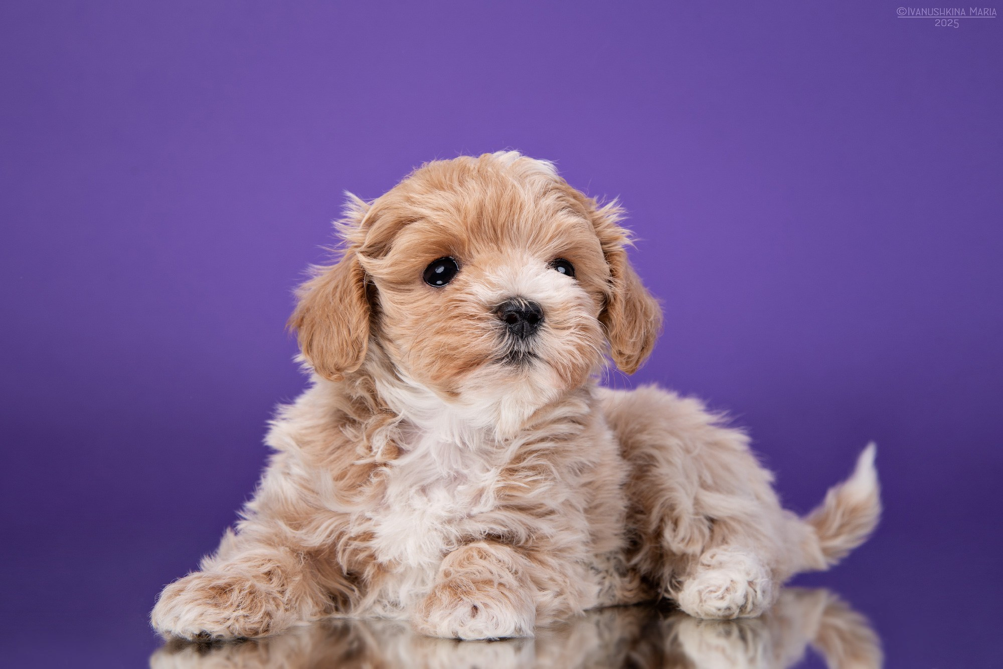 Фотосессия щенков на фонах. Фотограф собак в Москве и Московской области Иванушкина Мария