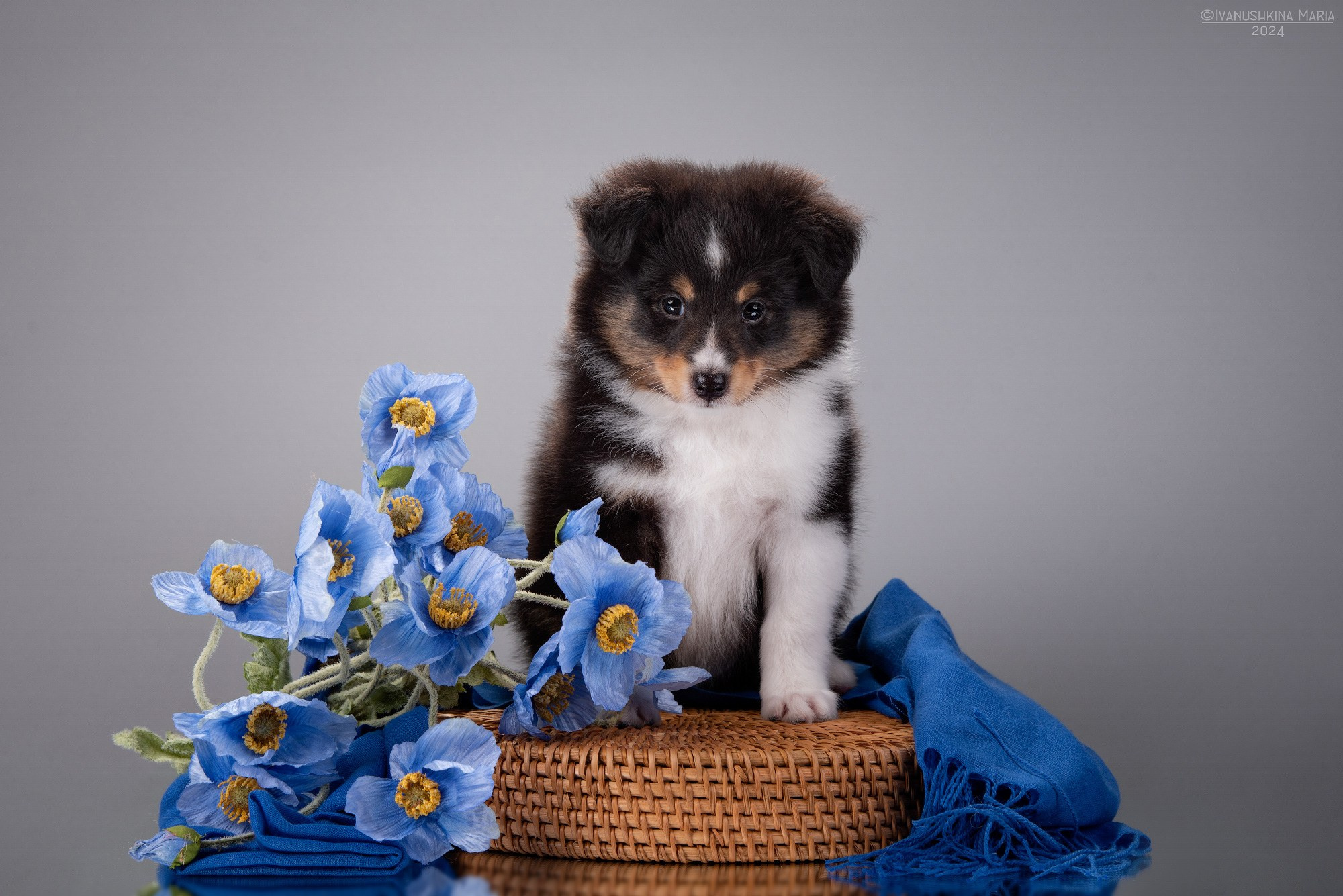 Фотосессия щенков на фонах. Фотограф собак в Москве и Московской области Иванушкина Мария