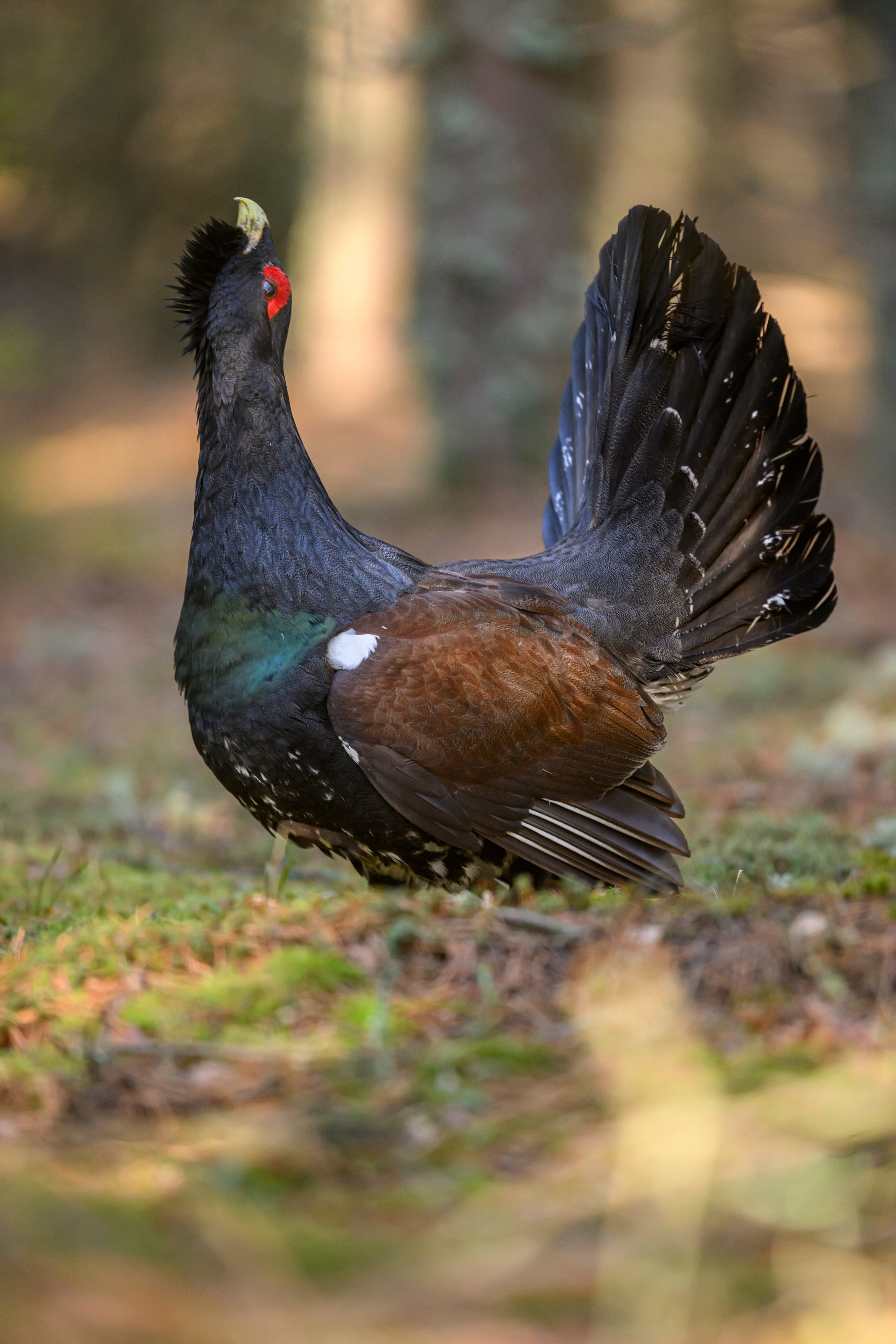 Глухарь / Wood grouse. Фотограф Сергей Пупонин