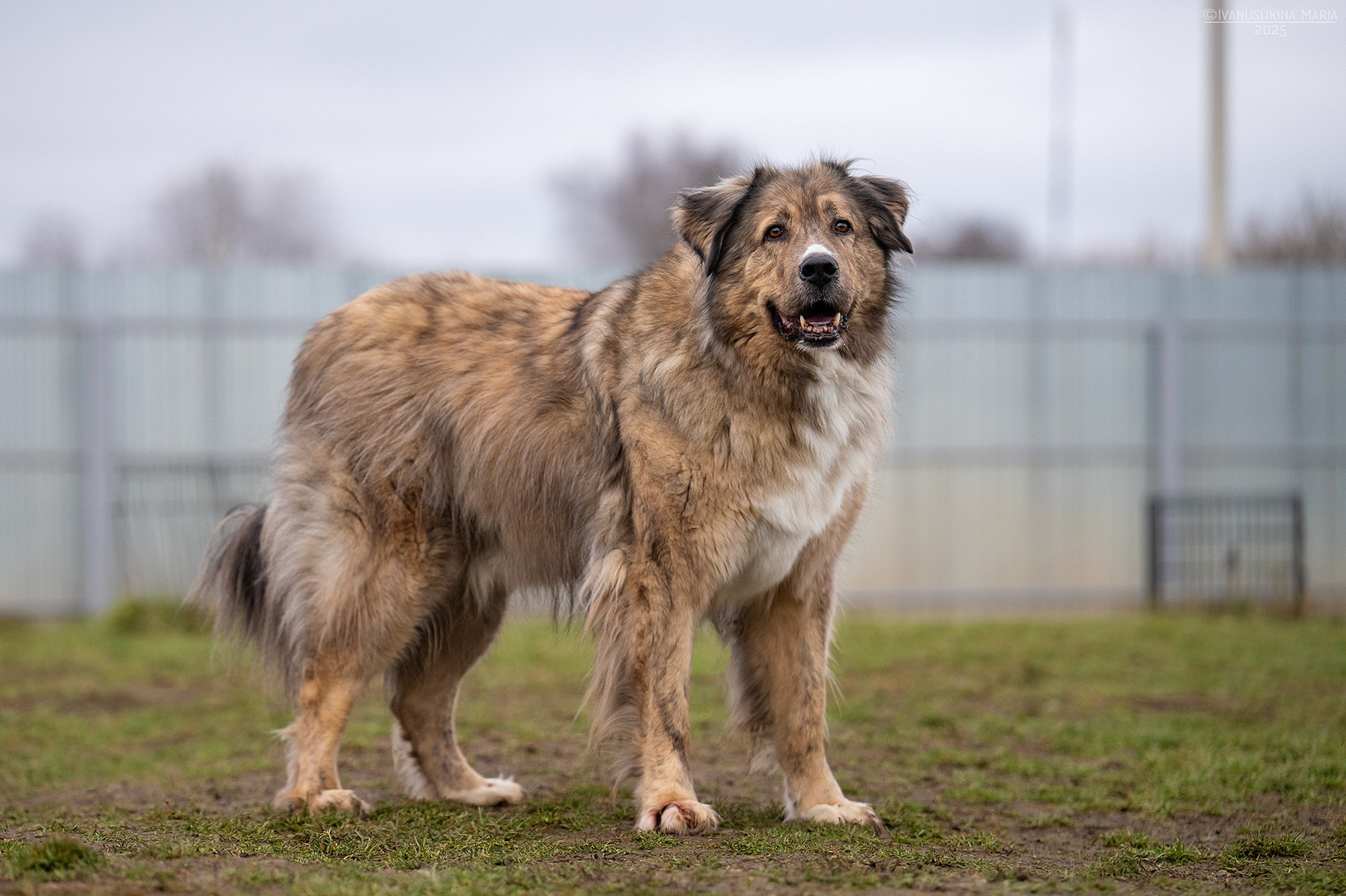 Пиарные фотосессии собак на пристройство. Фотограф собак в Москве и Московской области Иванушкина Мария
