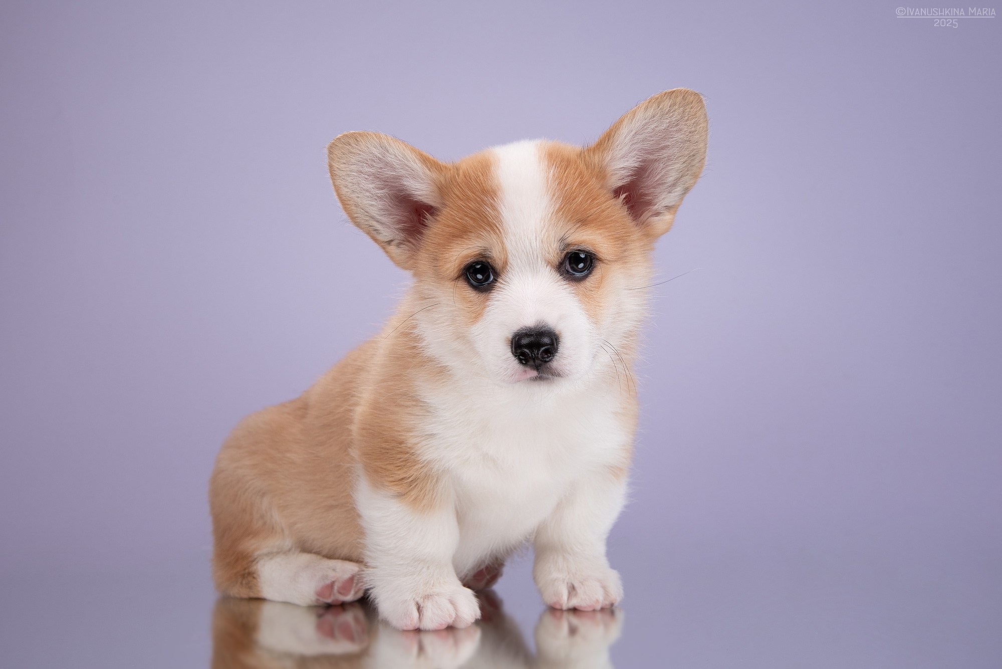 Фотосессия щенков на фонах. Фотограф собак в Москве и Московской области Иванушкина Мария