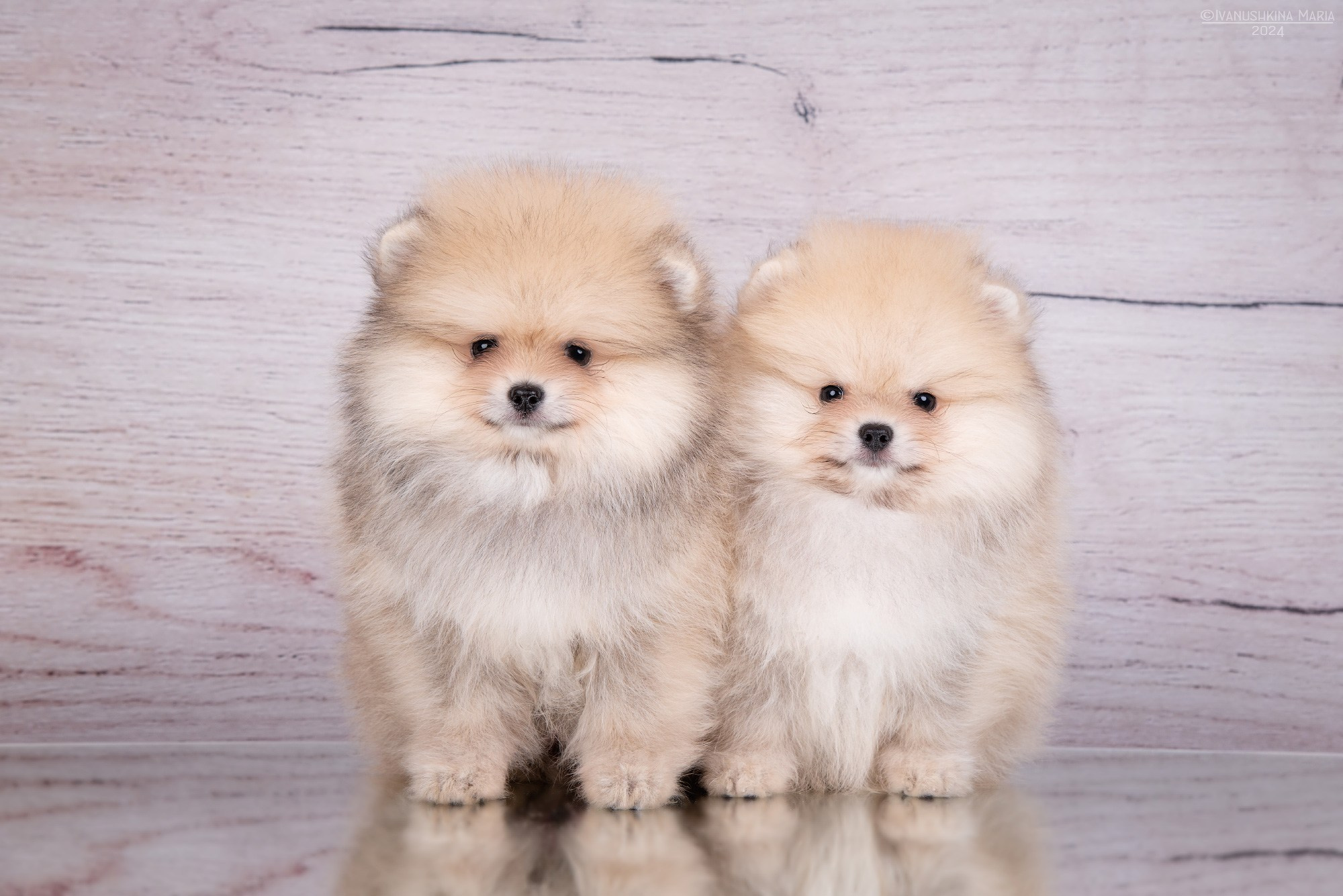 Фотосессия щенков на фонах. Фотограф собак в Москве и Московской области Иванушкина Мария