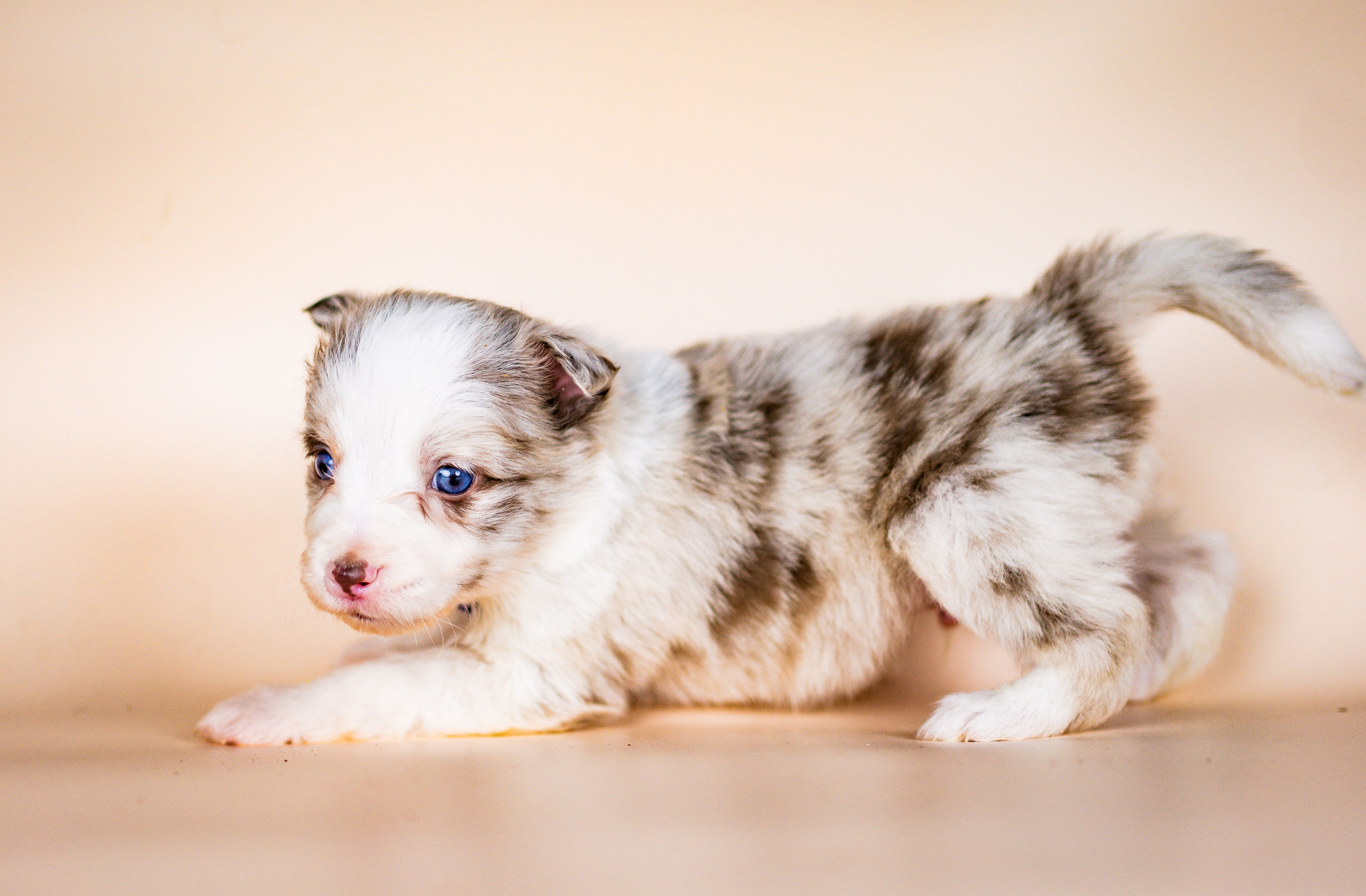 Фритсвит. Семейный фотограф Ефремова Виктория