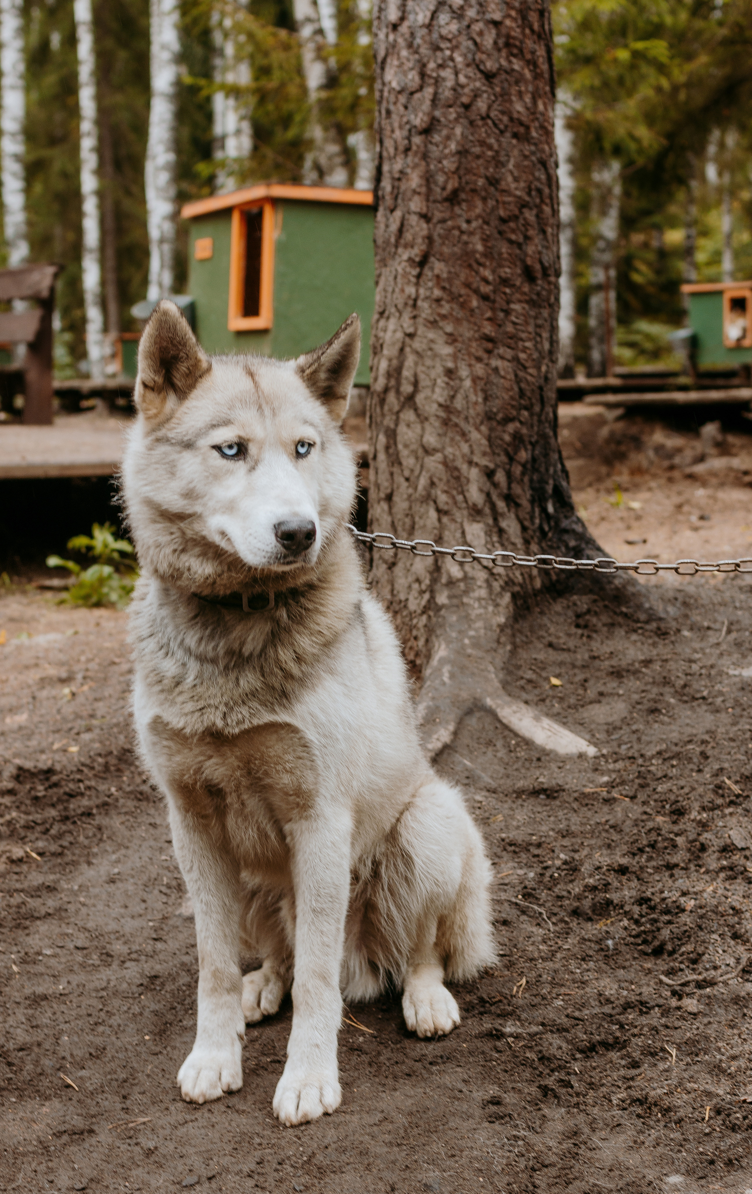 День рождения Сони в хаски-центре «Белый ветер». Семейный и свадебный фотограф в Петербурге Евгения и Николай Шевчук