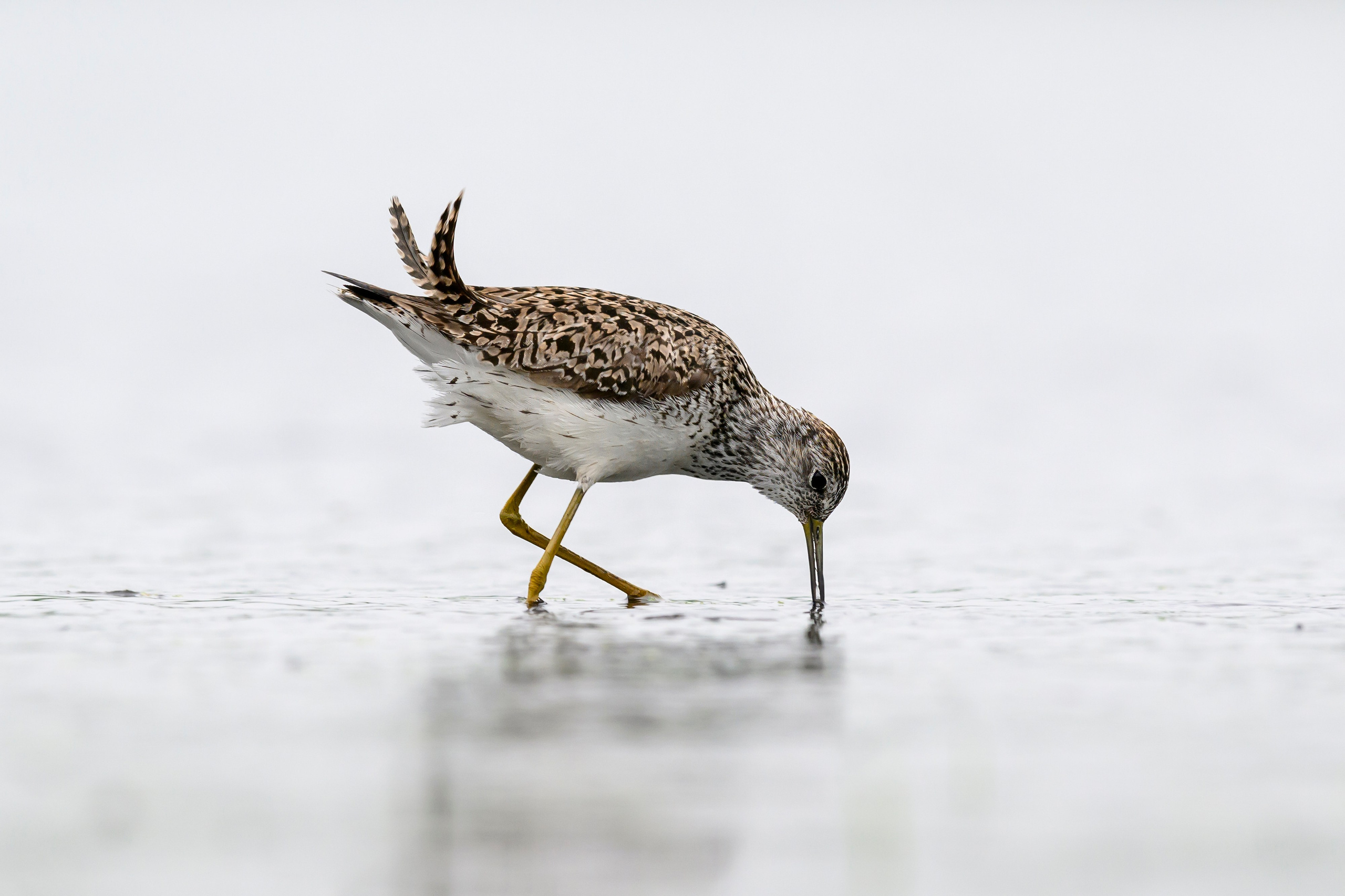 Поручейники и большой веретенник. Wildlife photography by Sergey Puponin