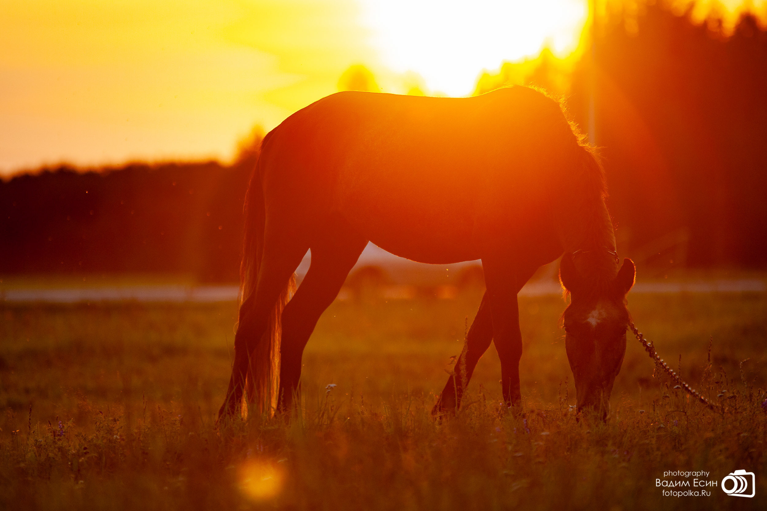 Конный клуб «20-й километр»