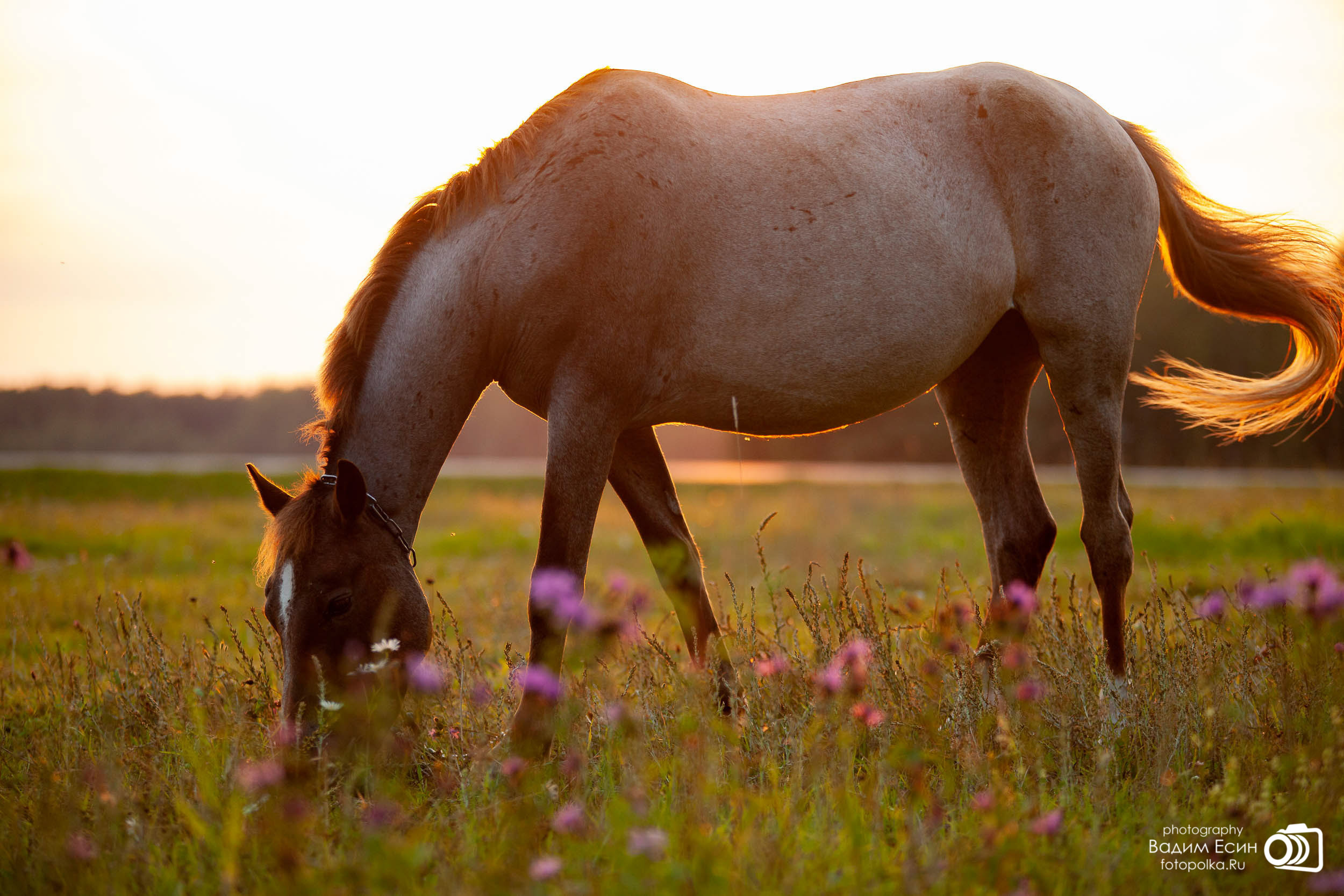 Конный клуб «20-й километр»