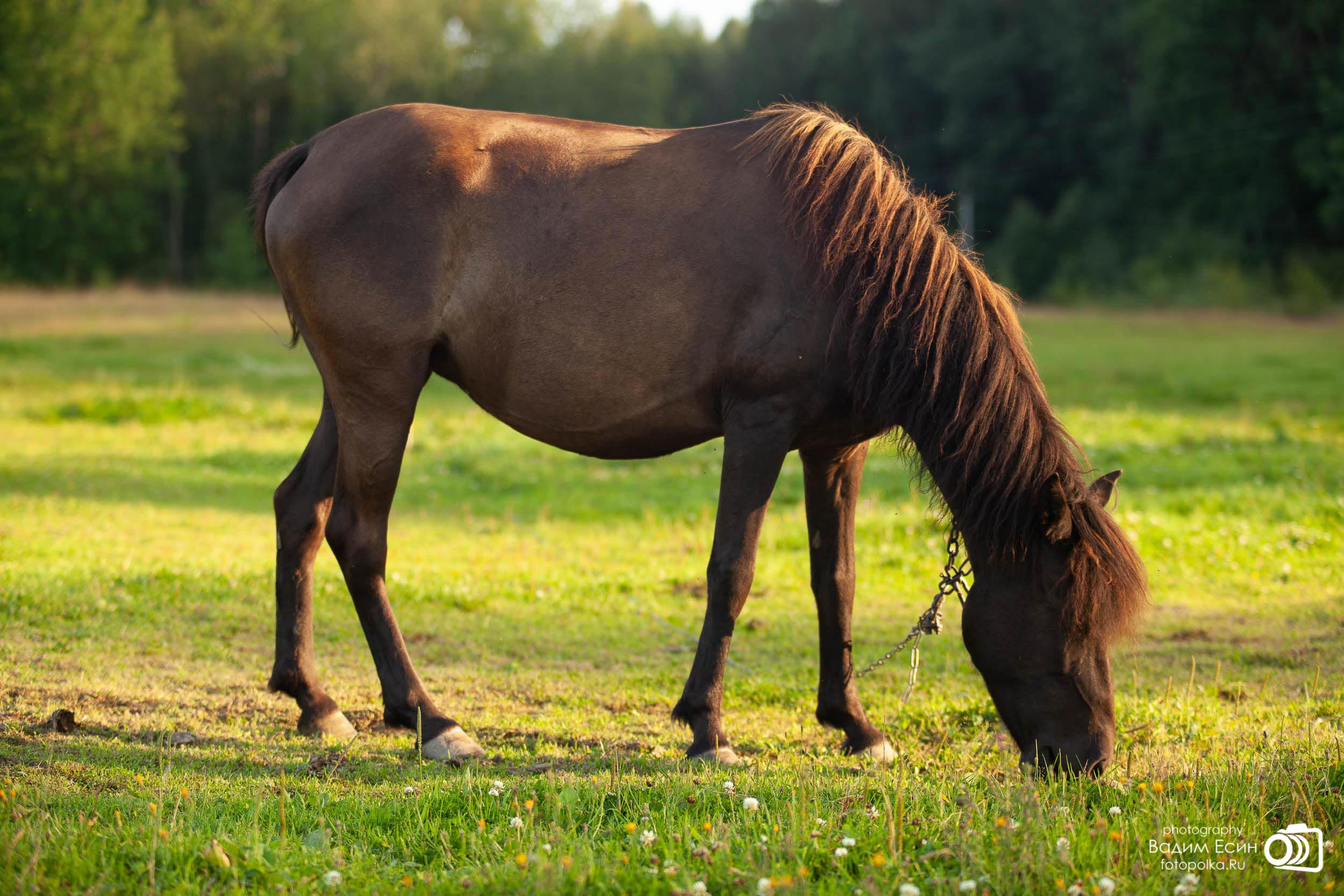 Конный клуб «20-й километр»