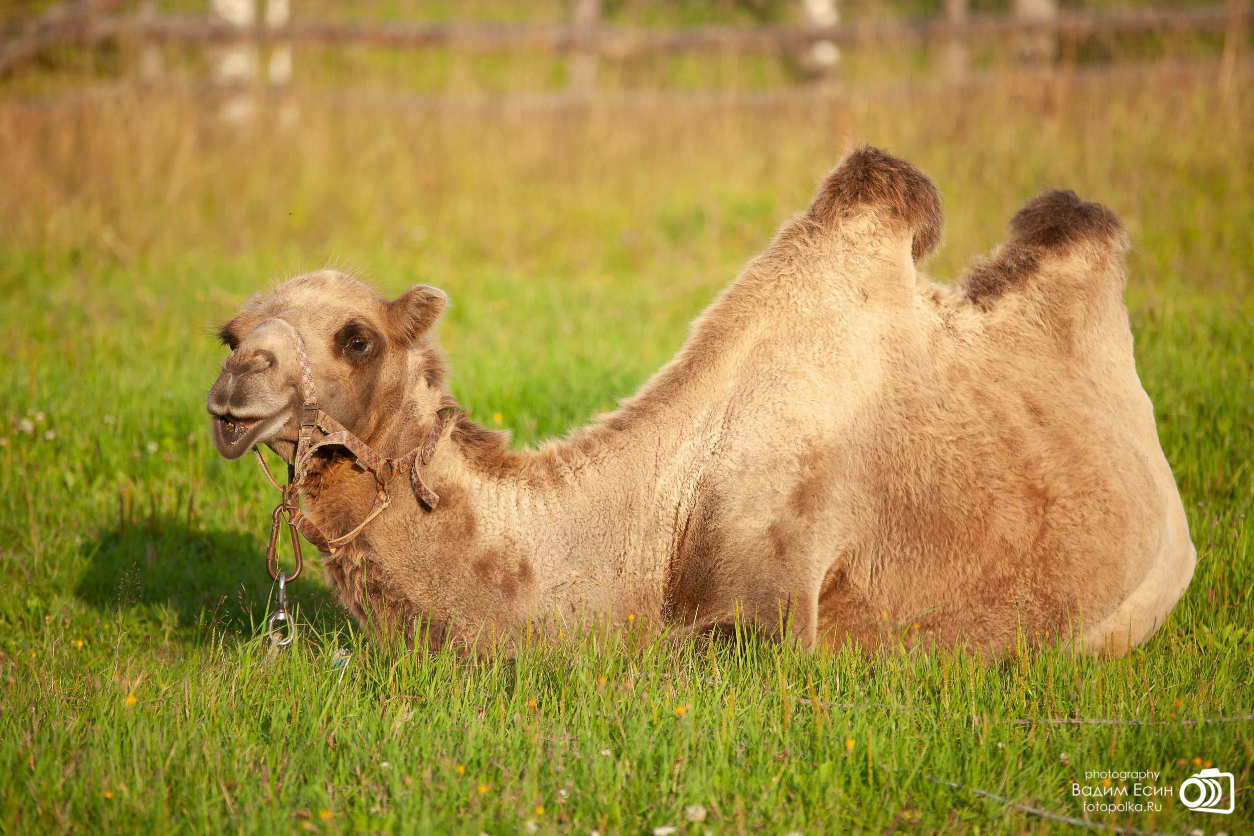 Конный клуб «20-й километр»