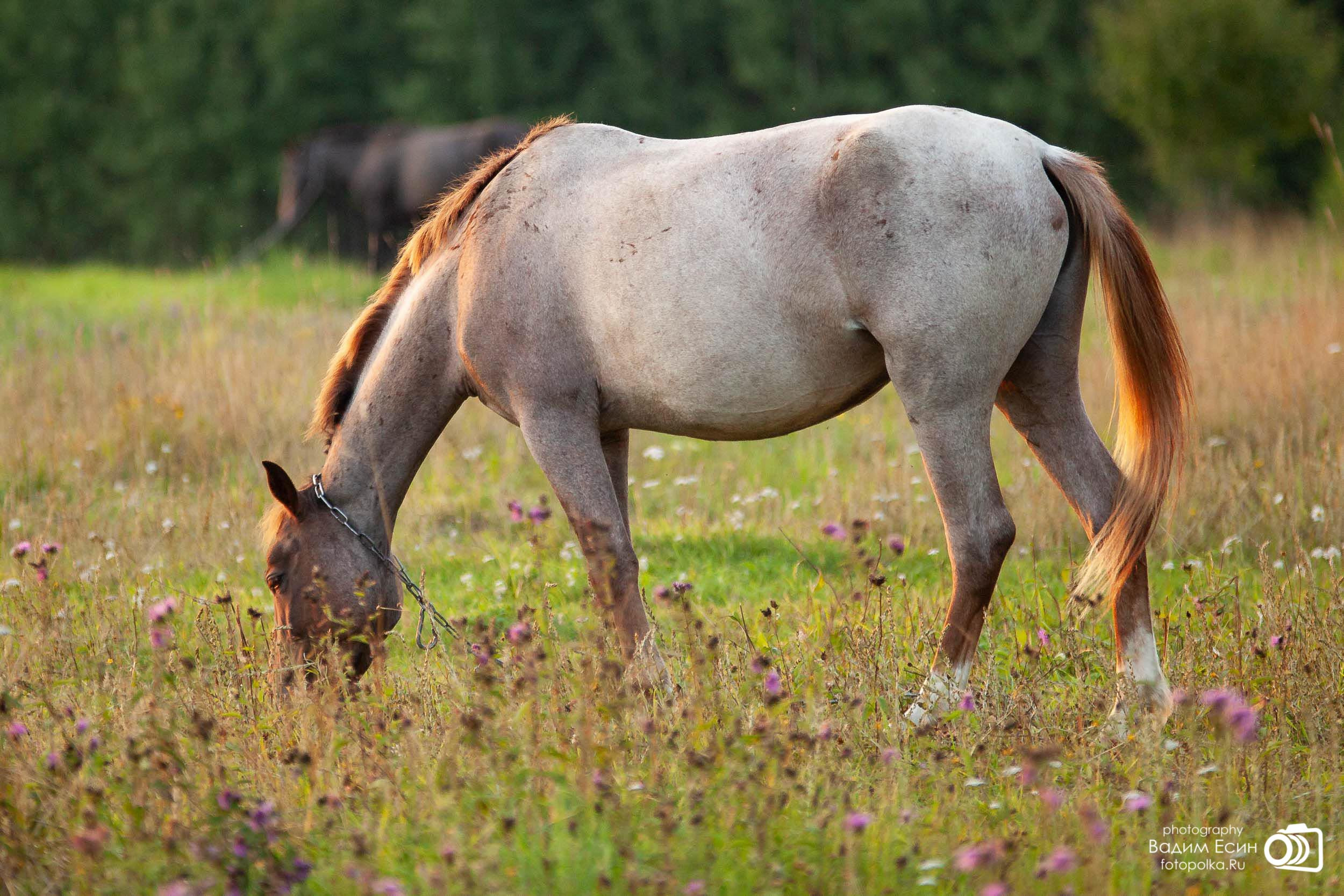 Конный клуб «20-й километр»